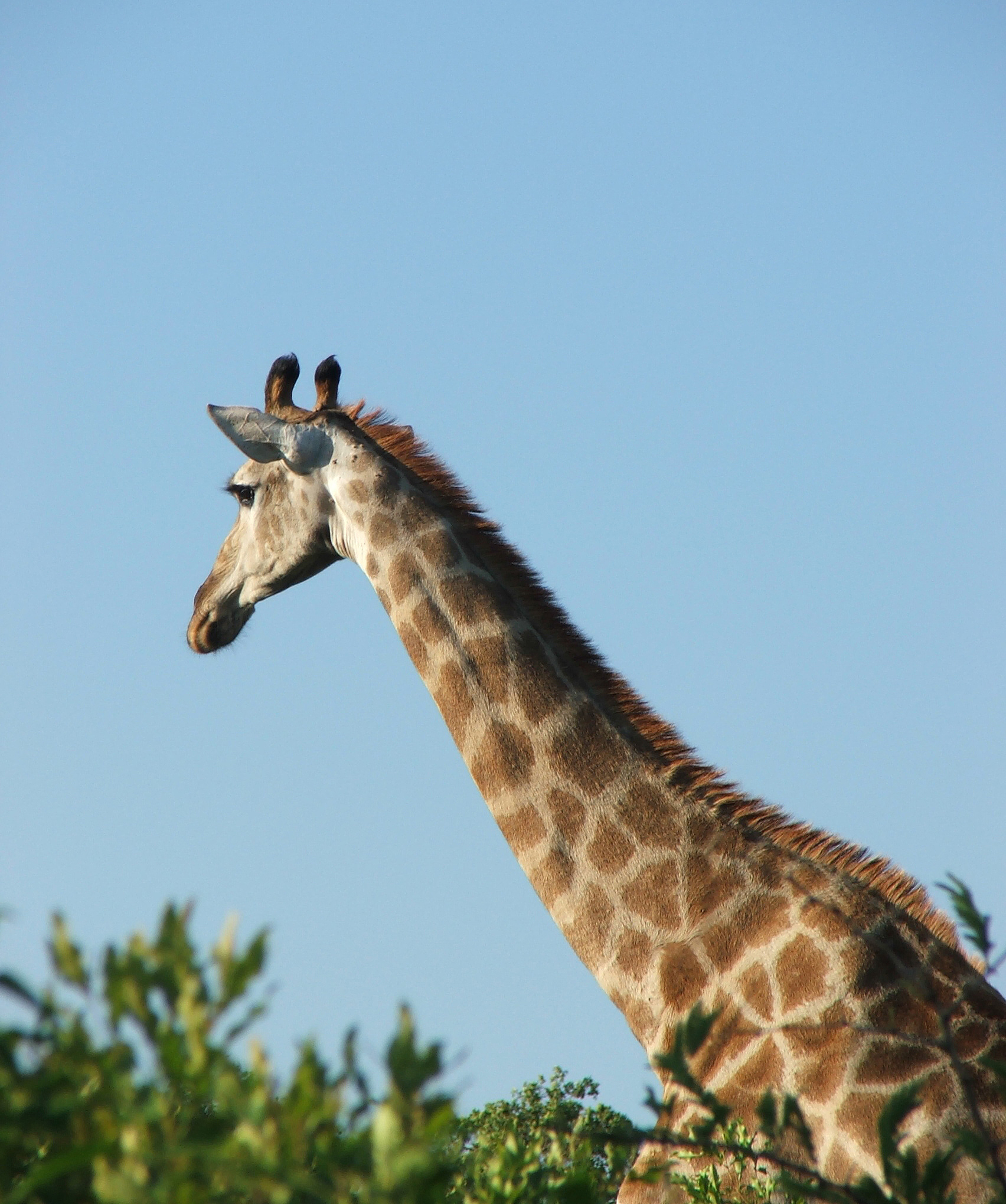 南非可以技术移民吗？