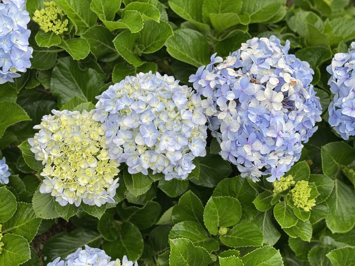 无尽夏植物不开花？原因解析及解决方法