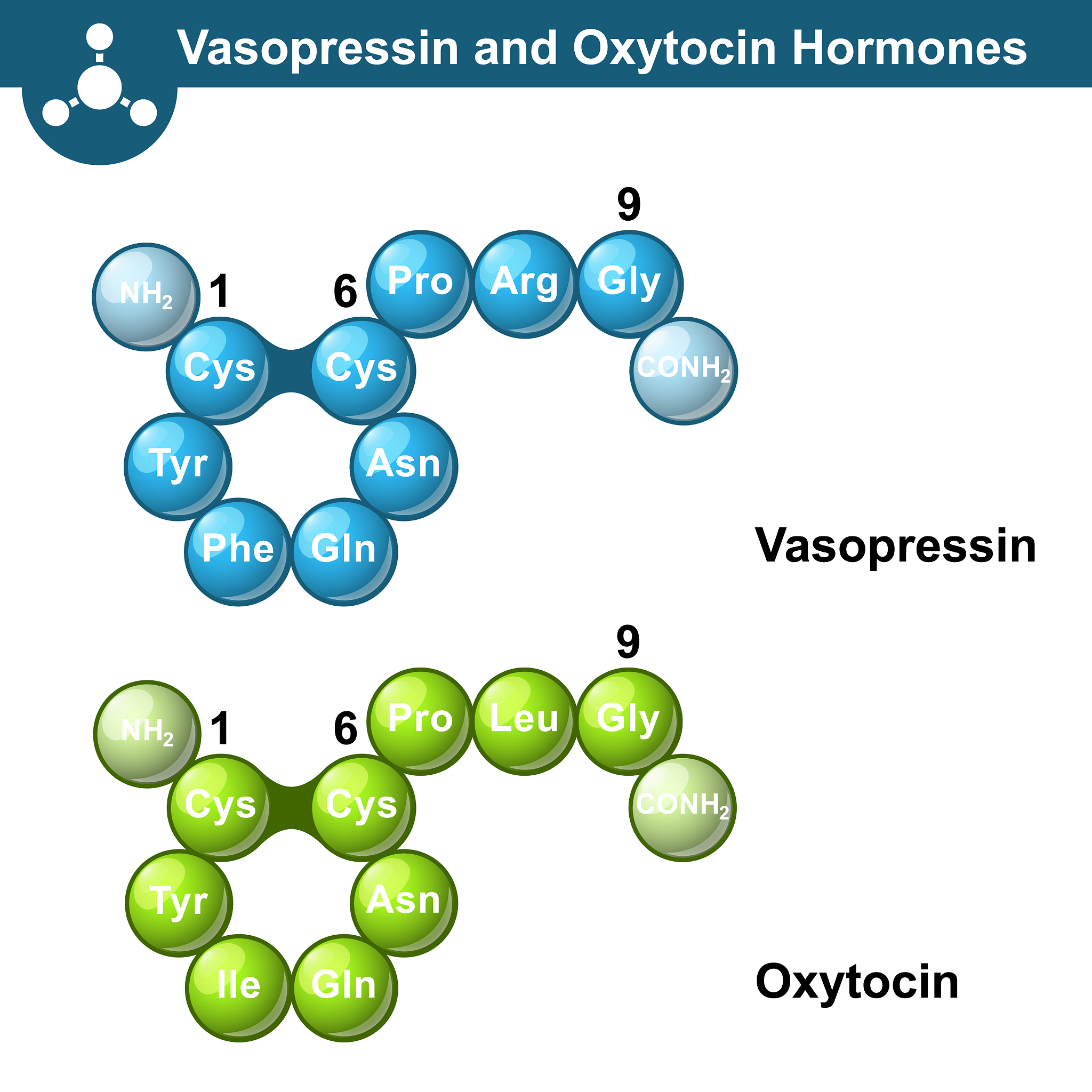 酶技术应用：从固定化到工程改造 - 全面概述