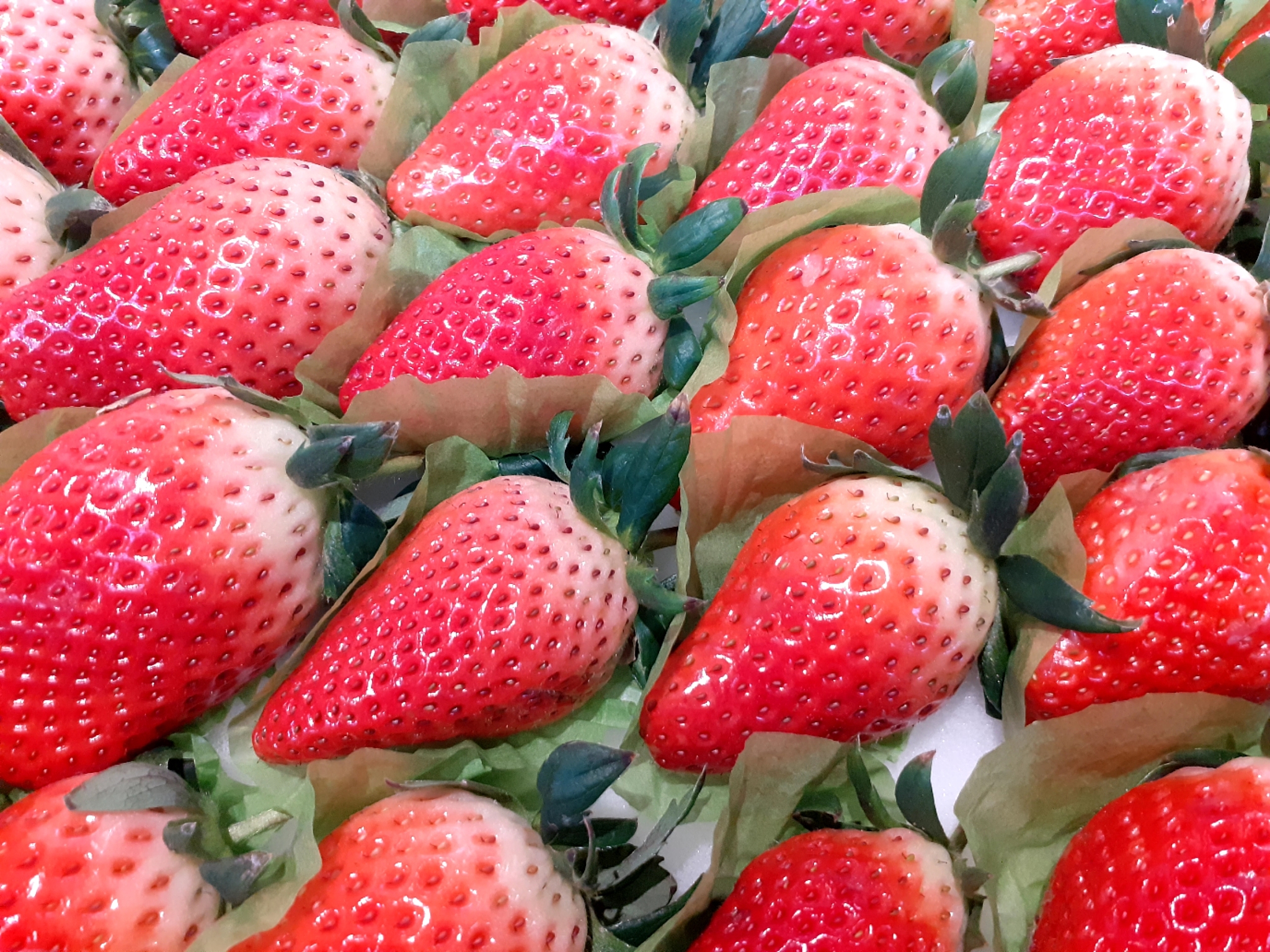 泰国草莓成熟时间 - 11月至2月