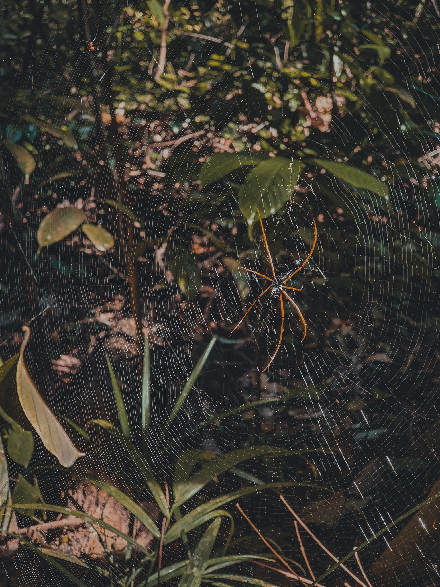 spider