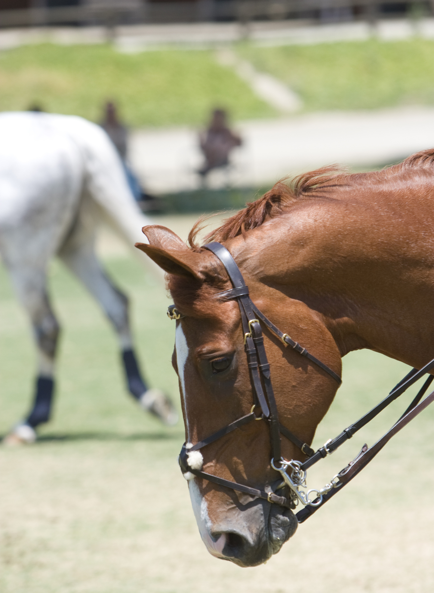horse