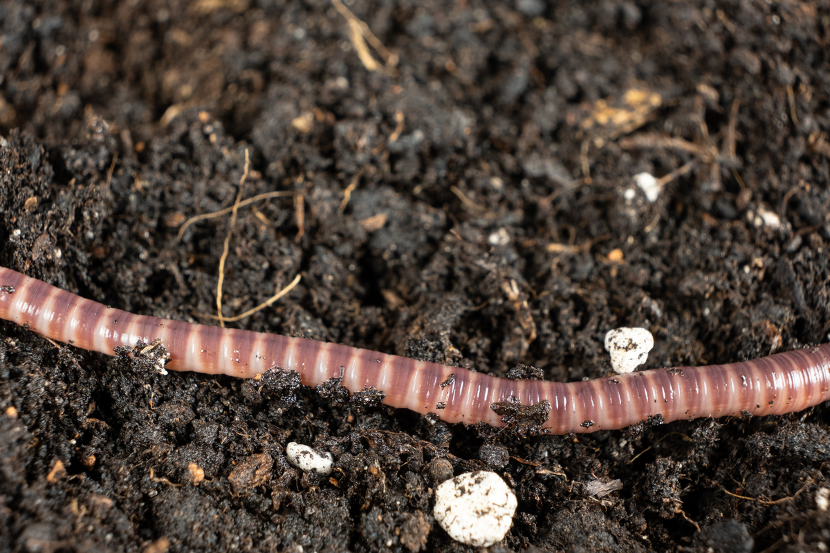 改善土壤的动物有哪些？