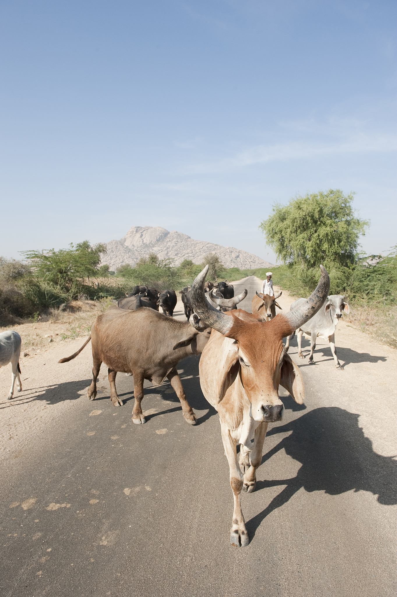 cattle (bos taurus) being herded along road, thar desert, rajast