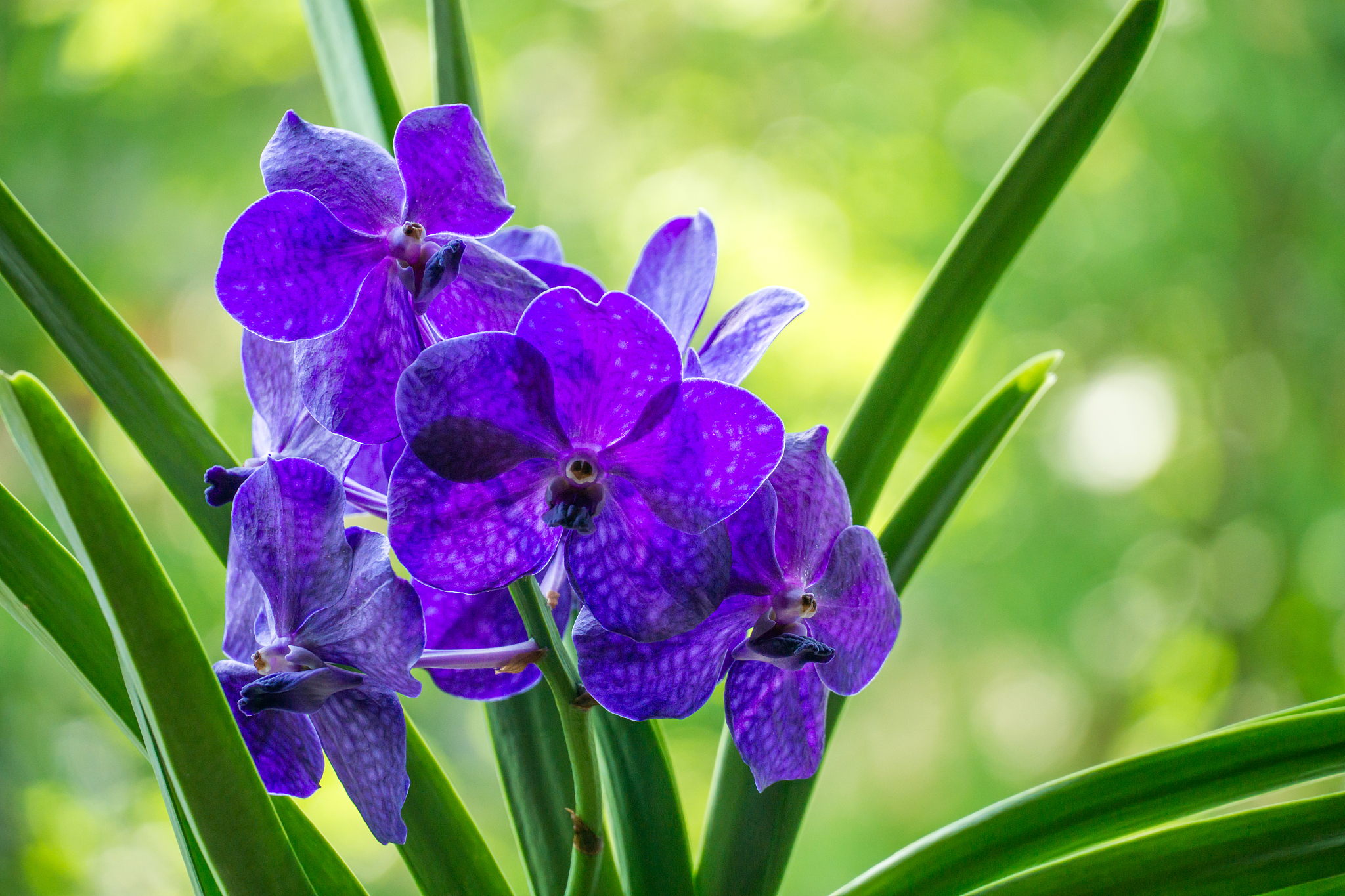 blue vanda orchid named new blue