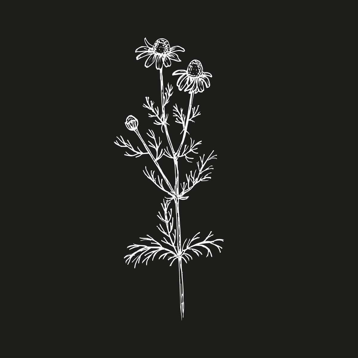 中草药课程趣味课程名称