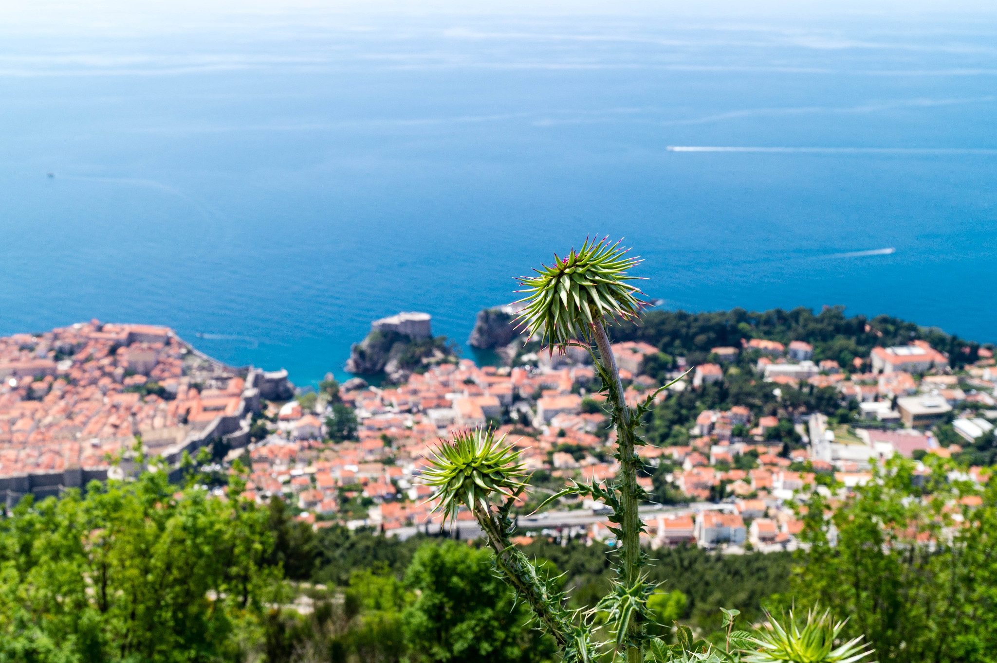 thistle over dubrovnik