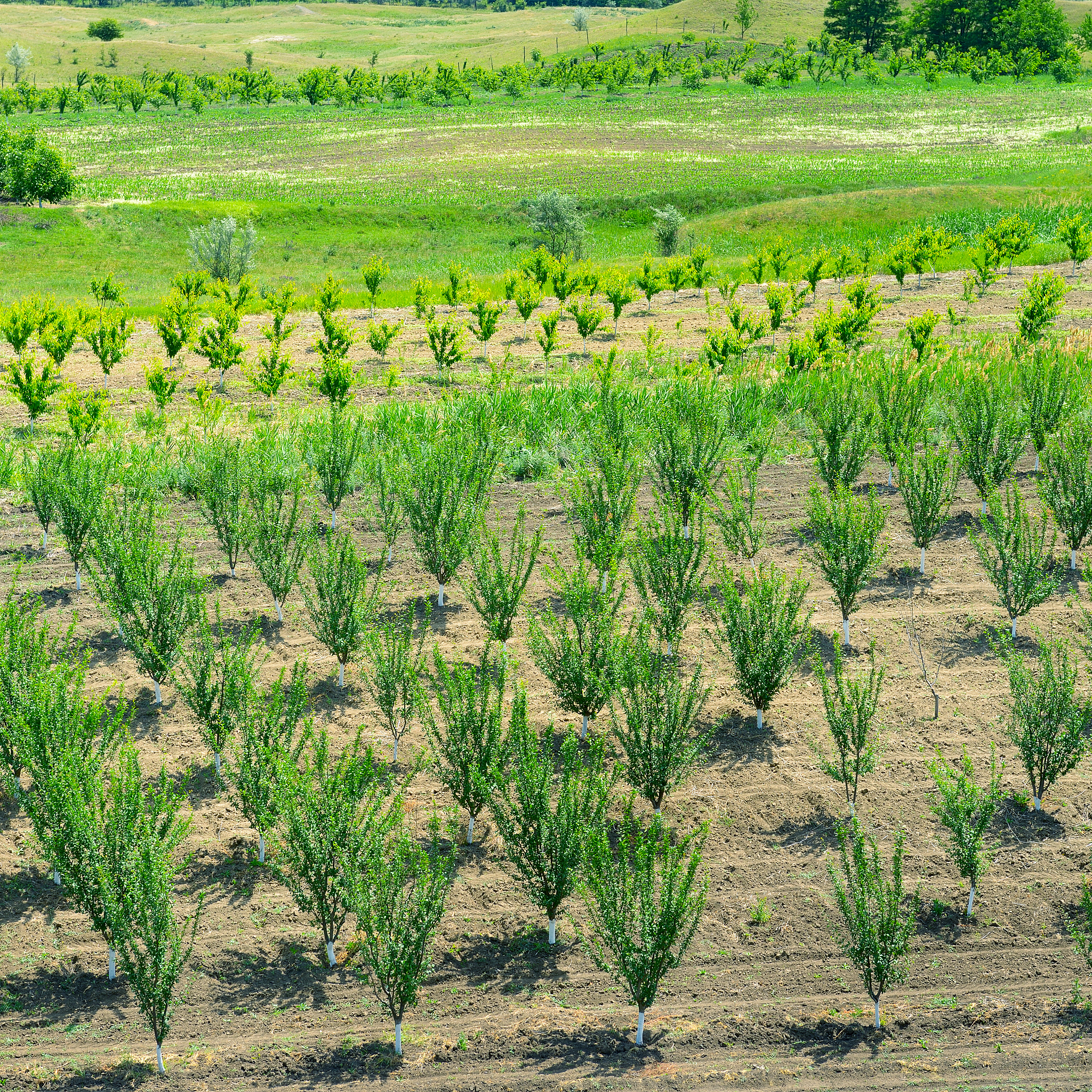 抗盐碱植物特性及提高植物抗盐性方案