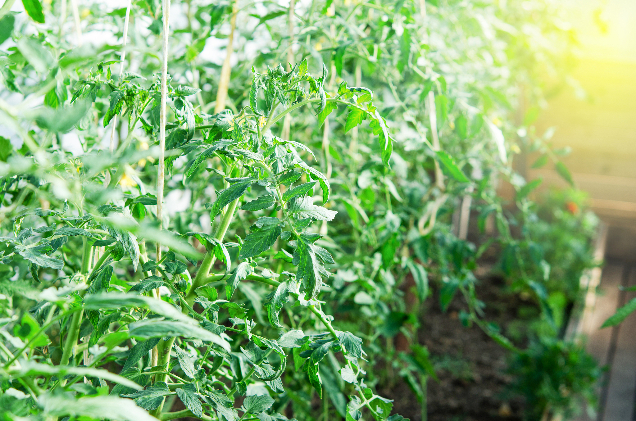 临汾职业技术学院园艺技术专业怎么样