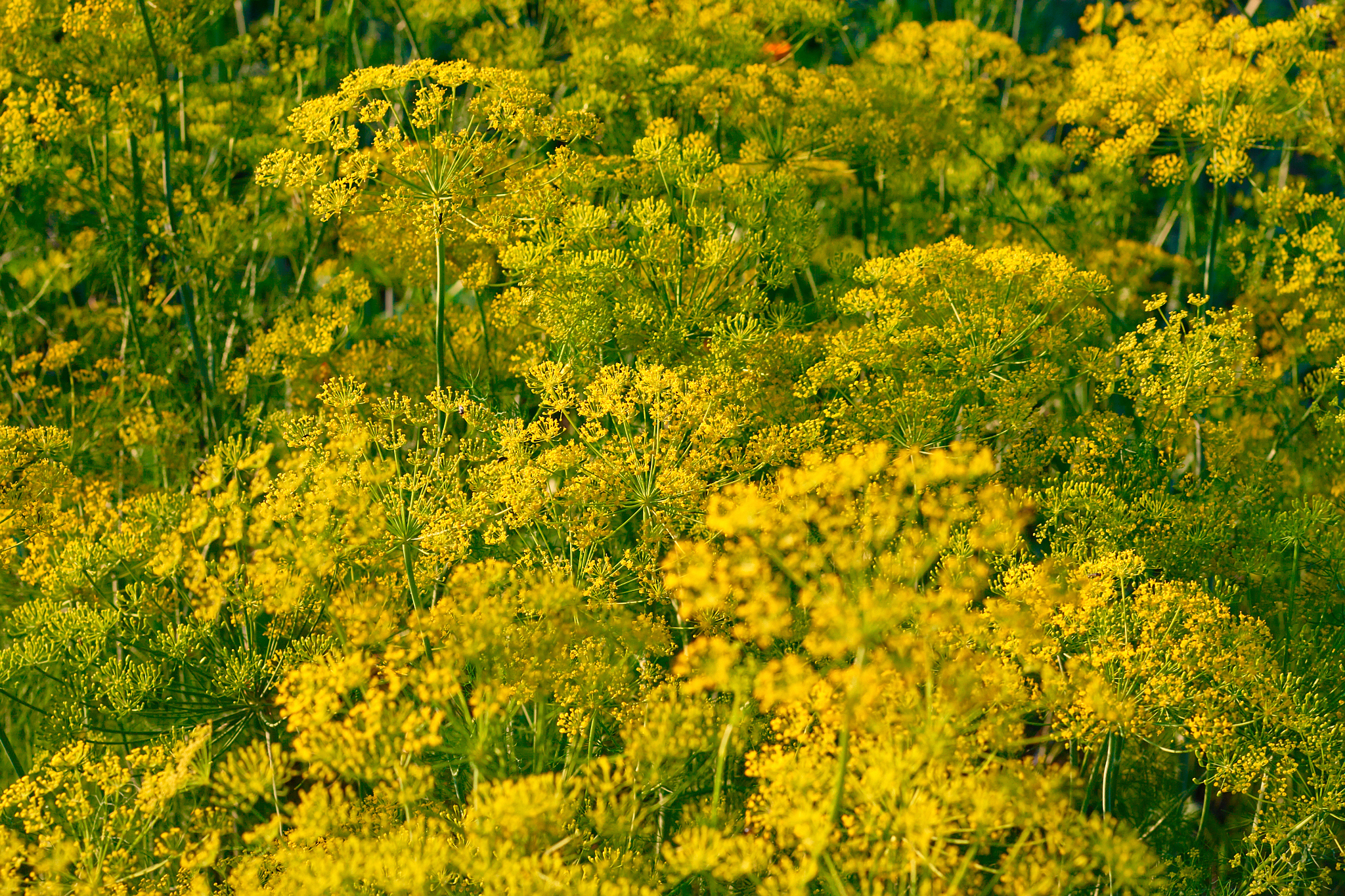 楚雄农业学校2021年招生条件是什么
