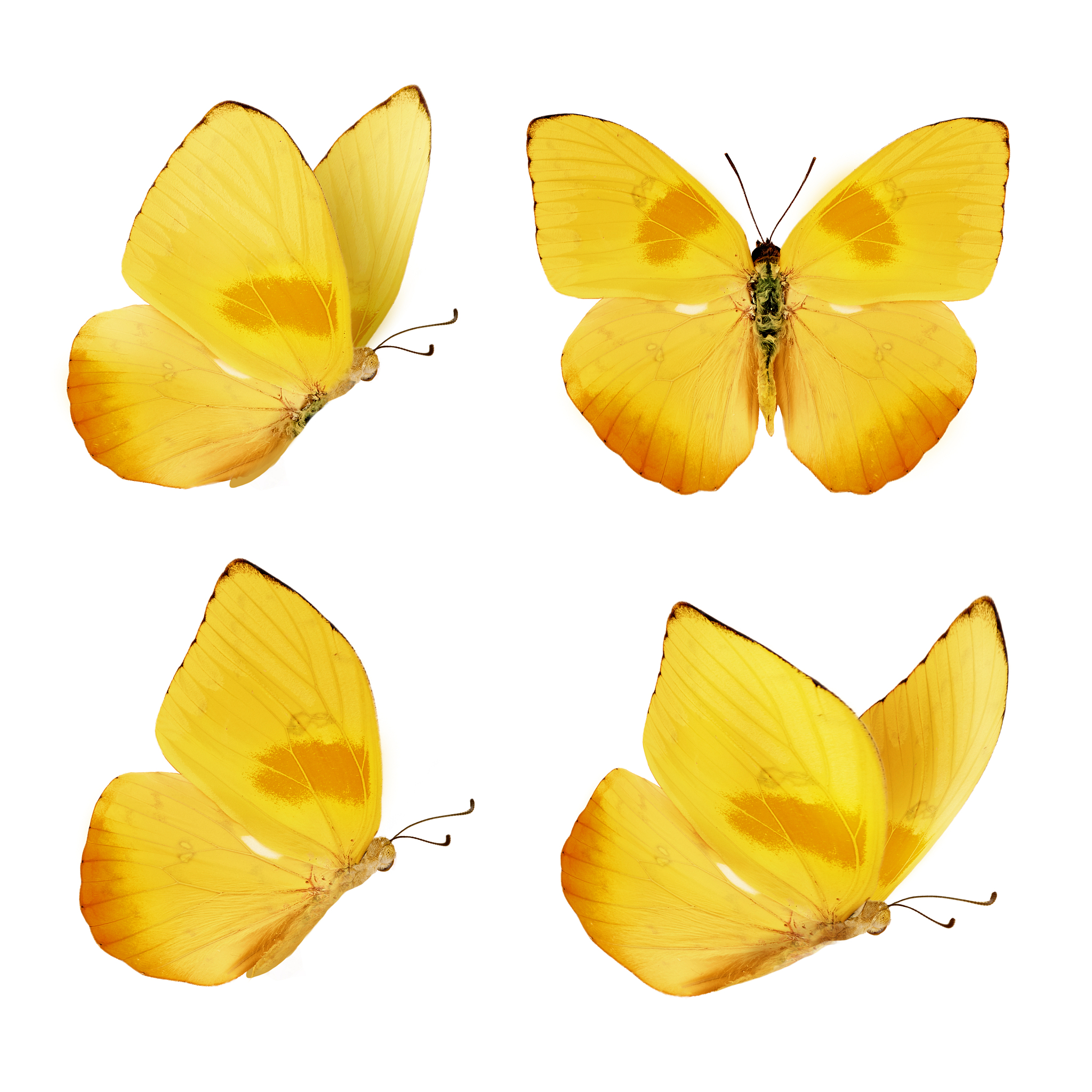 服装图片朋友圈文案：像蝴蝶一样自由飞翔