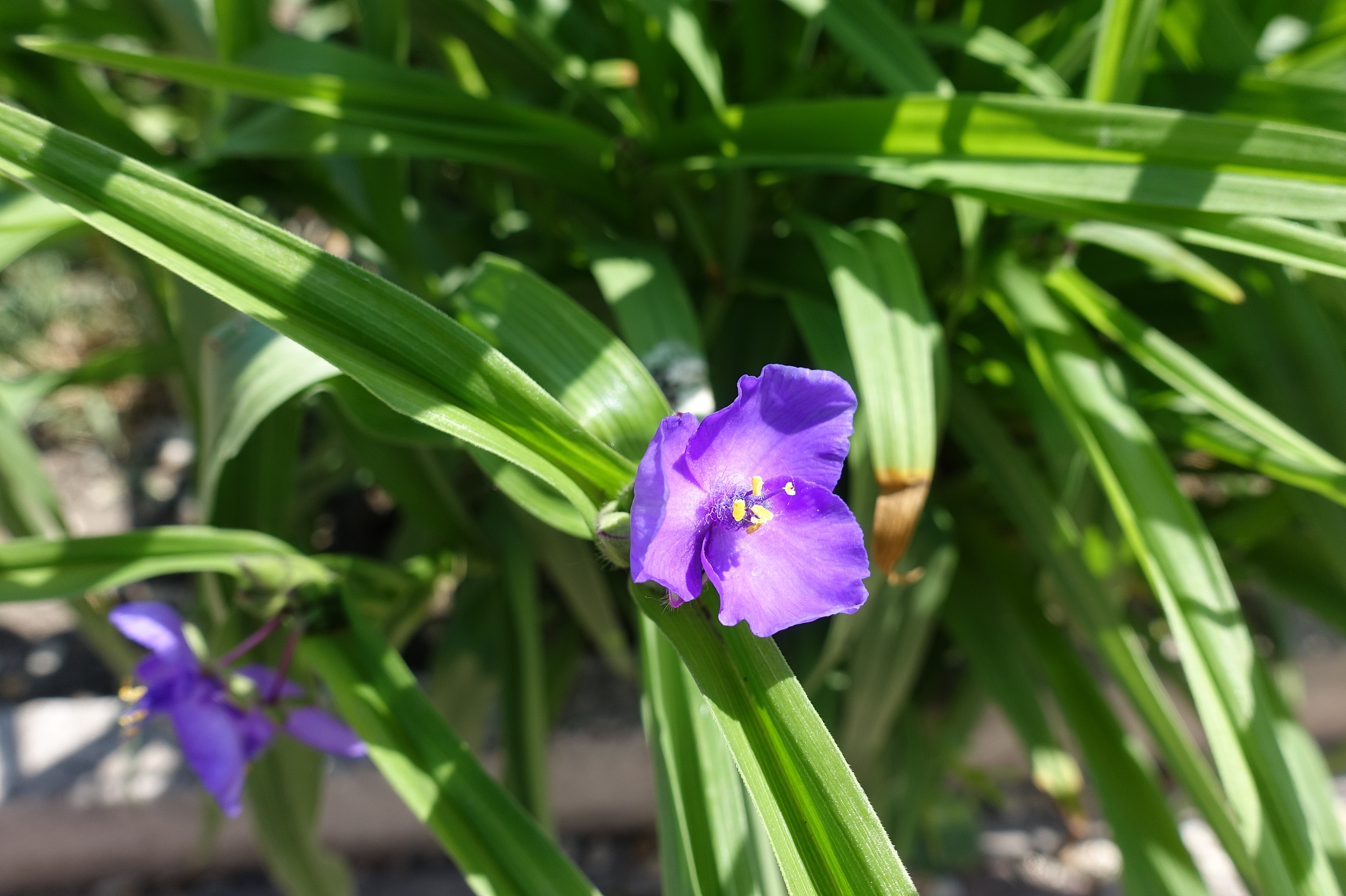bright violet flowers of spiderwort in late spring
