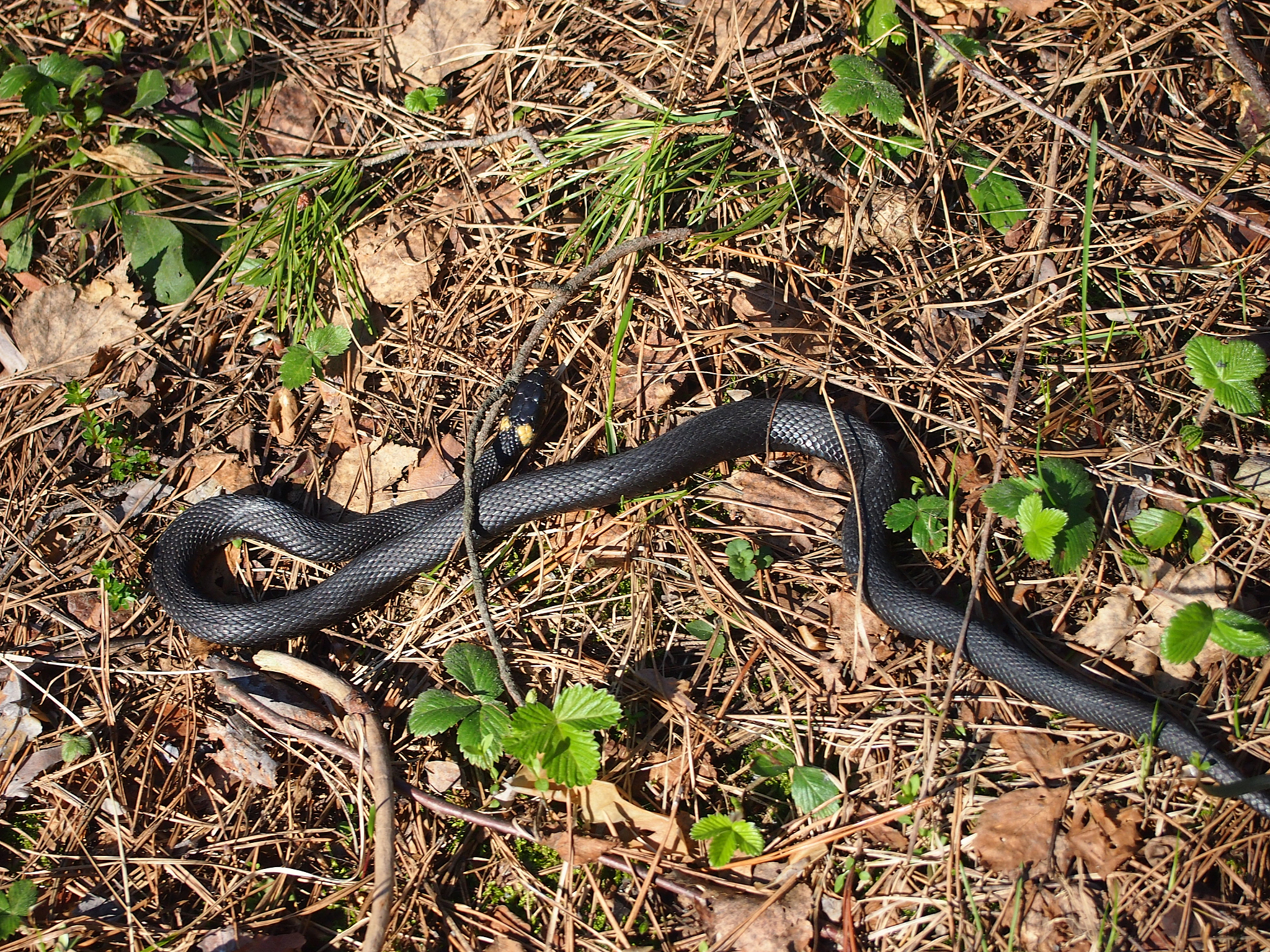 蛇之克星！踩蛇鹫，不怕蛇咬？惊奇真相揭秘！