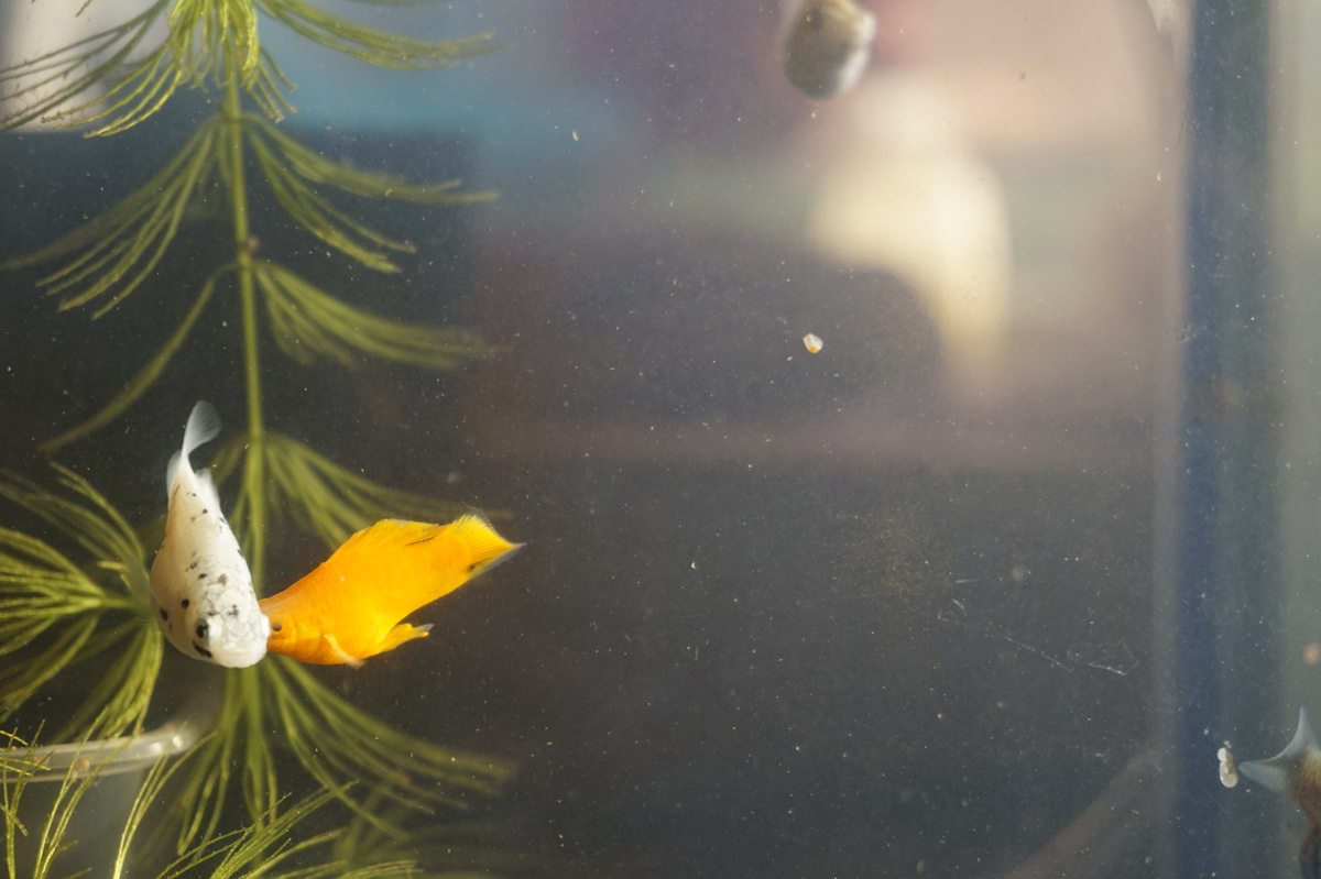 如何判断鱼的年龄？科学家揭秘鱼龄鉴定方法