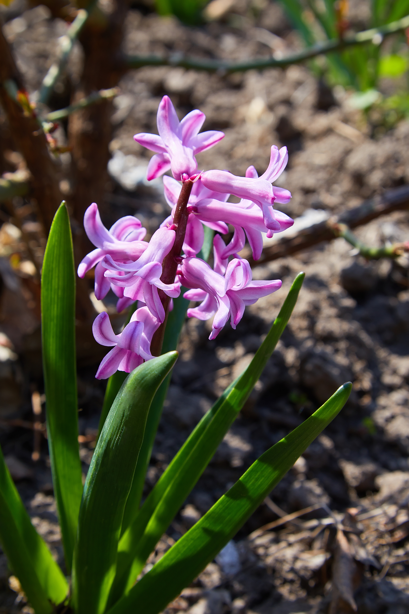 growing hyacinth