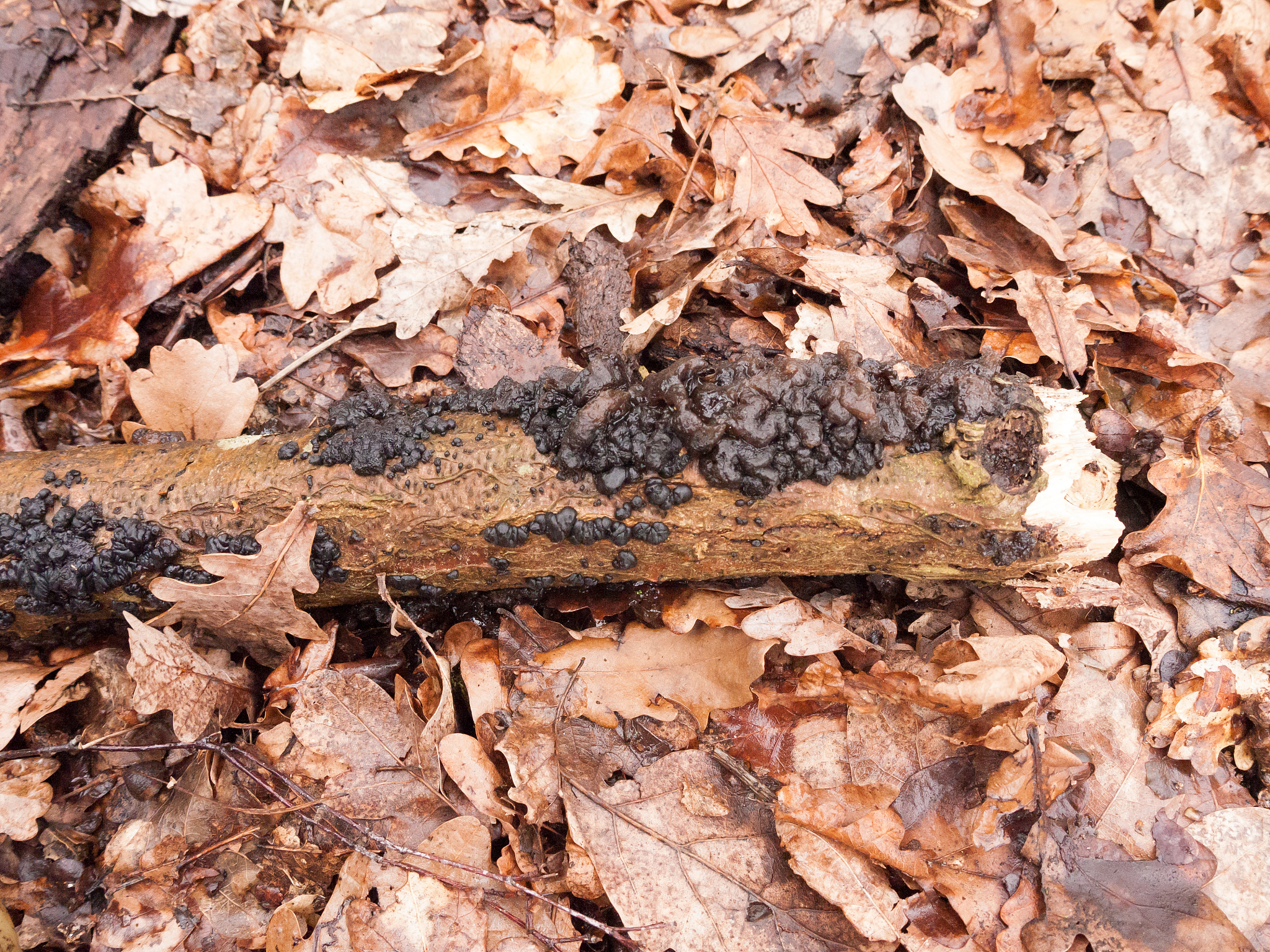 witches butter black fungi fungus growing on log forest floor sp