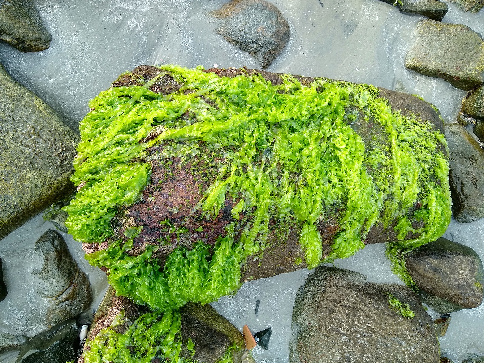 seaweed on a rock on the beach in brazil. algae.