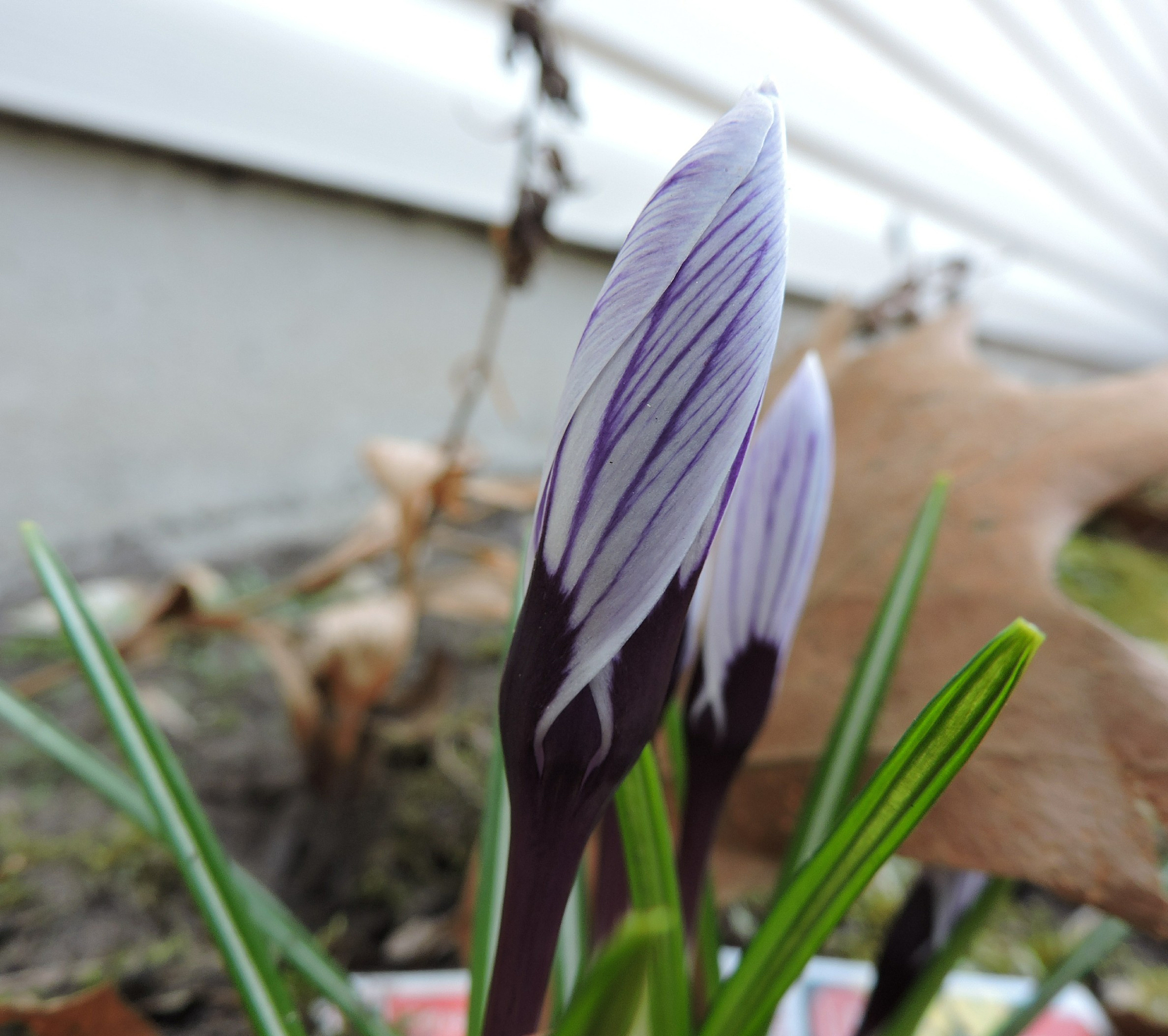 april ushers in flowers and birds