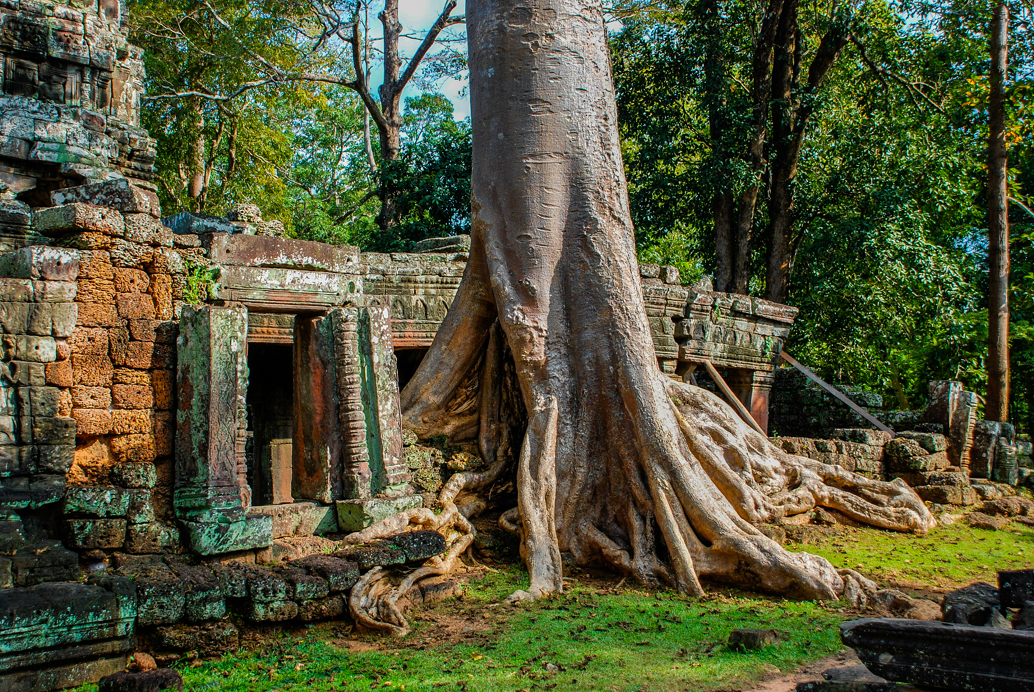 giant tree growing through the window of the temple building rui
