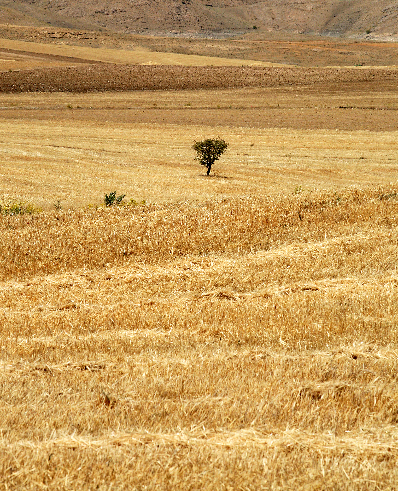 干旱胁迫随生育期推进而加剧：不同亚区分析