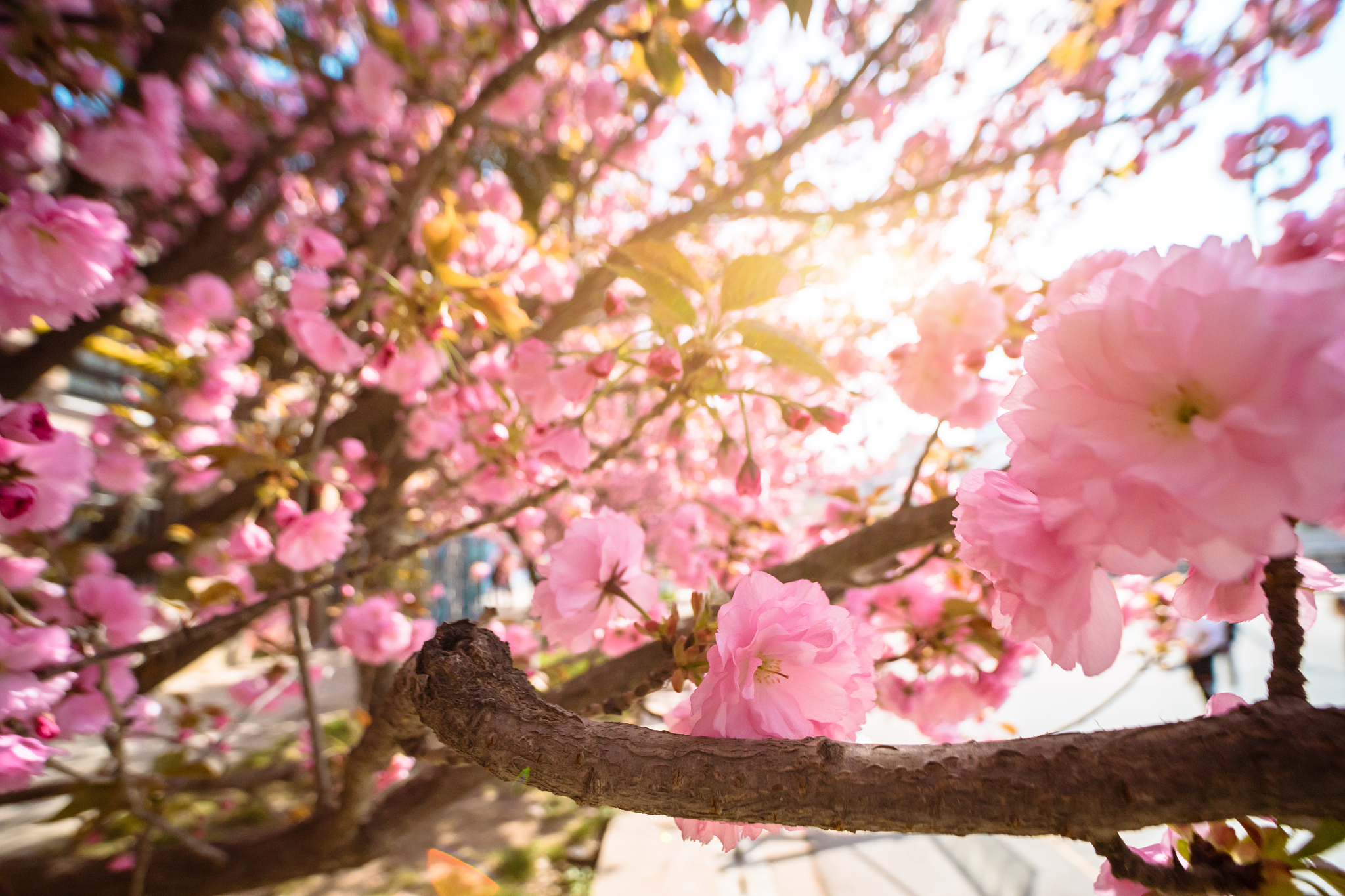 写一段文字宣传学校的樱花要模仿小红书的语气