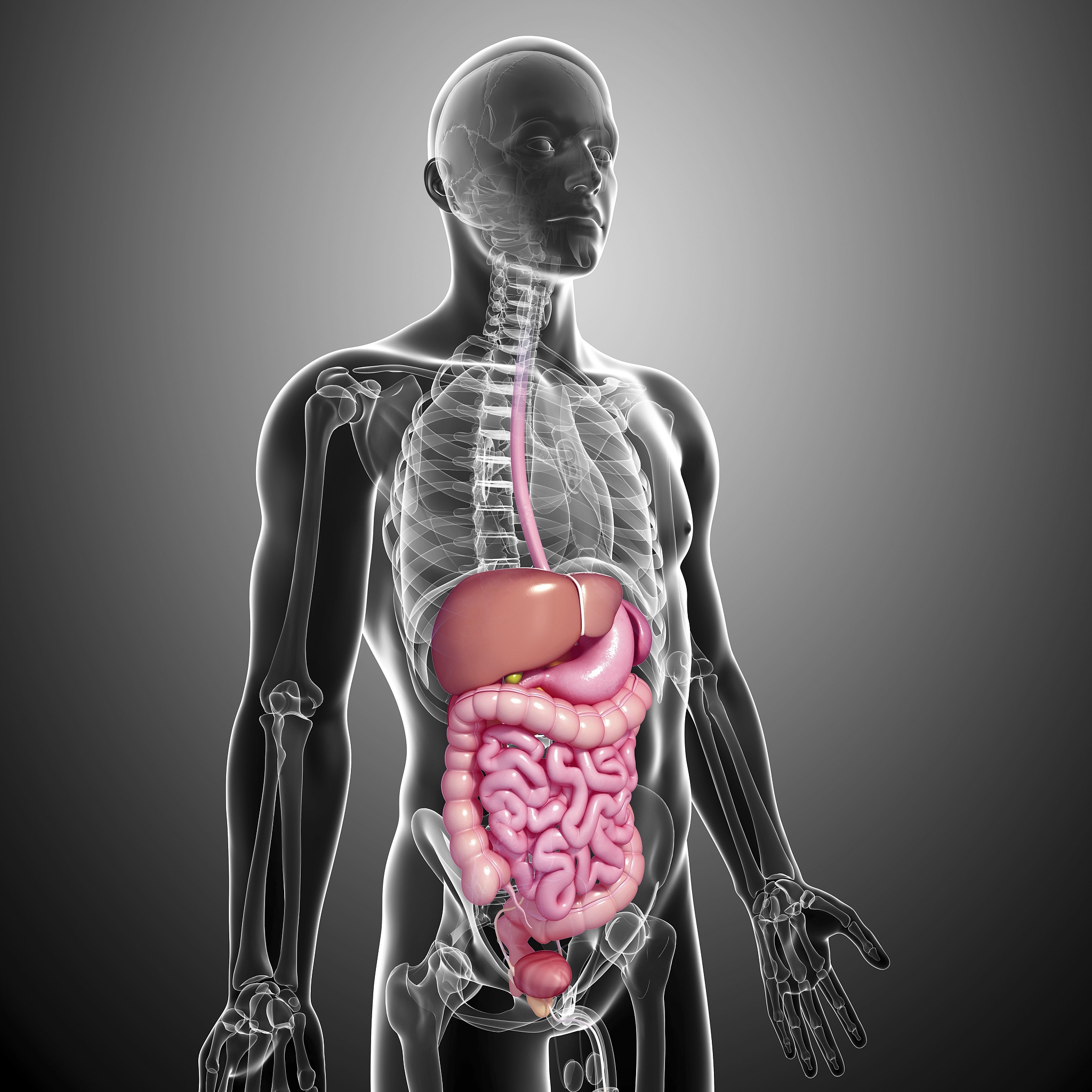 结直肠癌与骨骼健康：最新研究证据不一致