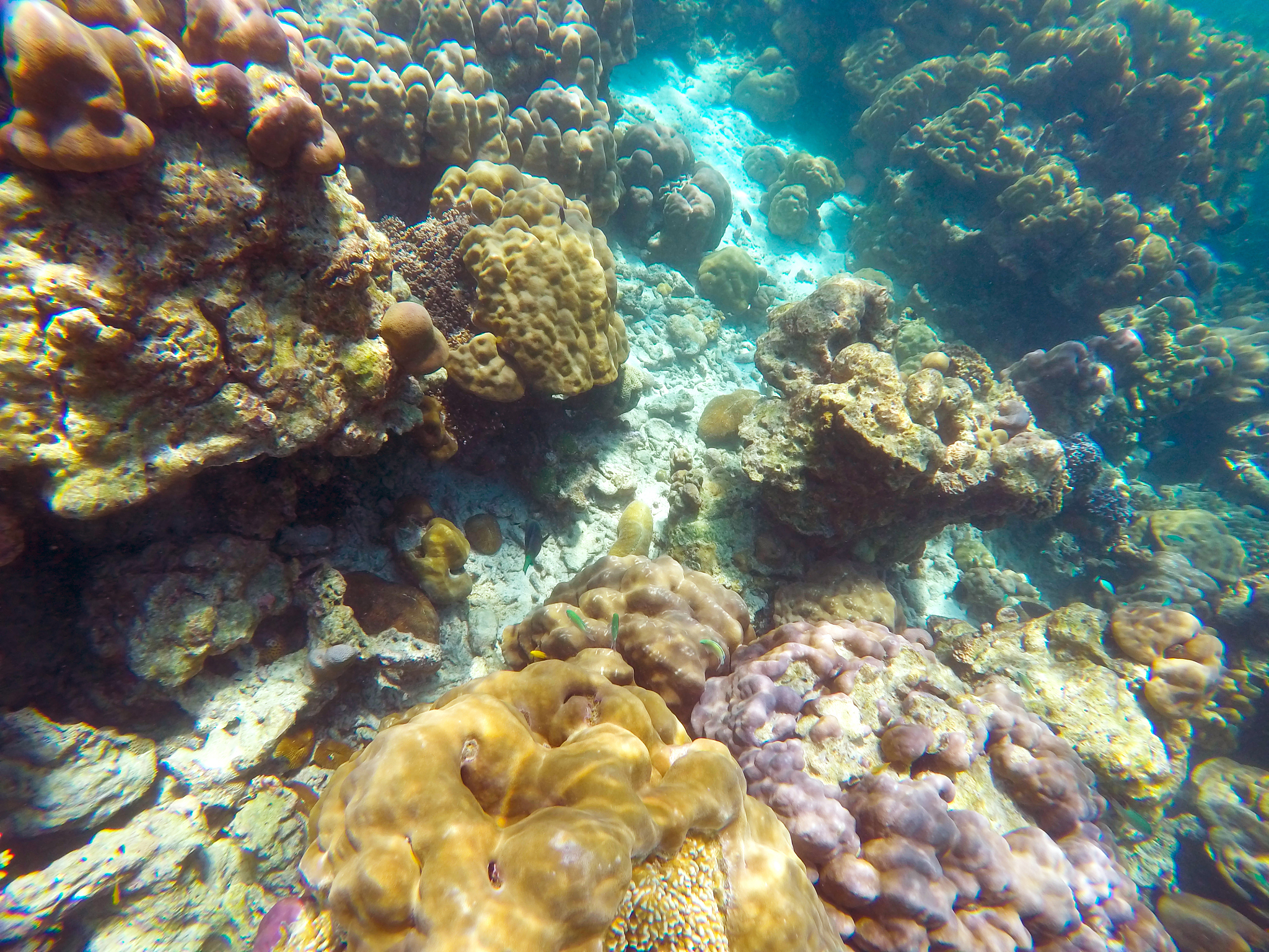 the abundant of shallow coral reefs in the southern of thailand,