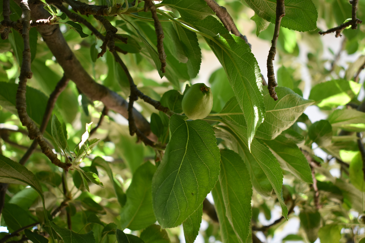 青枣挂果多：花期管理技巧大揭秘