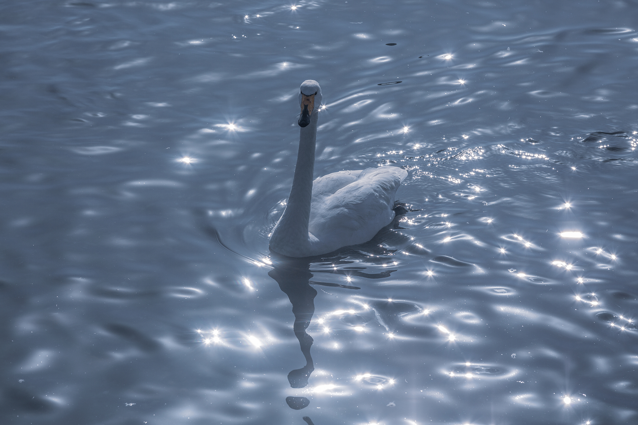 黑白天鹅舞蹈段是《天鹅湖》中最具代表性的舞蹈它以优美的旋转、跳跃、抬腿和手臂动作等为特点展现了天鹅的柔美和优雅。根据文献研究黑白天鹅舞蹈段的演出特点主要包括以下几个方面：1、舞蹈技巧高超：黑白天鹅舞蹈段要求舞者具备高超的技巧和灵活的身体控制能力包括旋转、跳跃、抬腿和手臂动作等。2、表现手法精湛：黑白天鹅舞蹈段的表现手法非常精湛舞者需要通过身体语言和面部表情来展现角色的内心世界和情感。3、舞蹈形式多