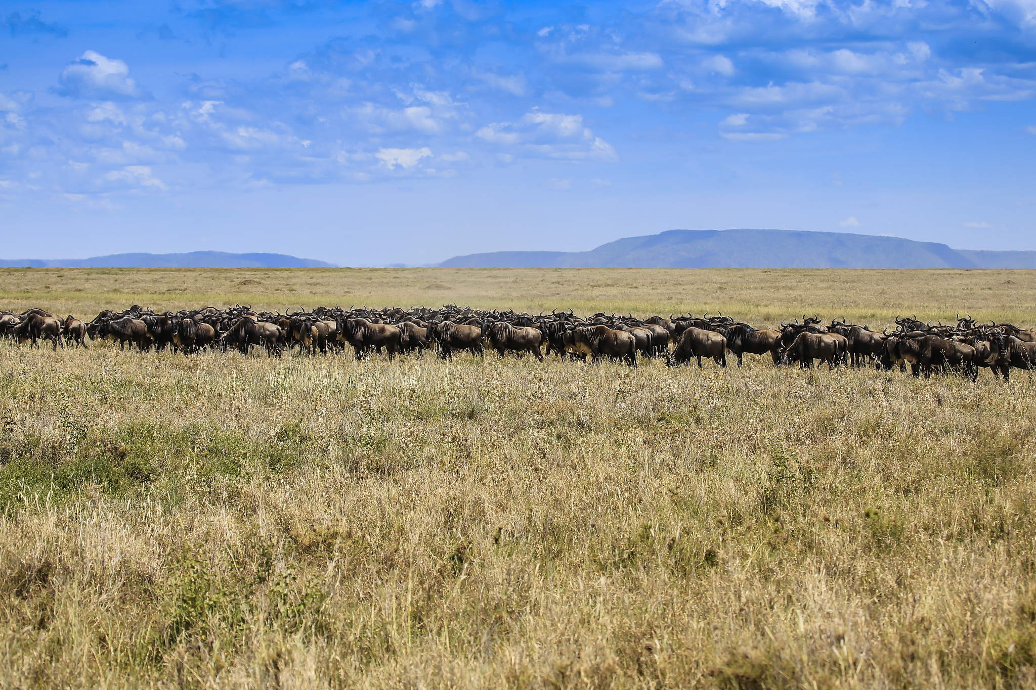 large herd of wildebeast travelling together