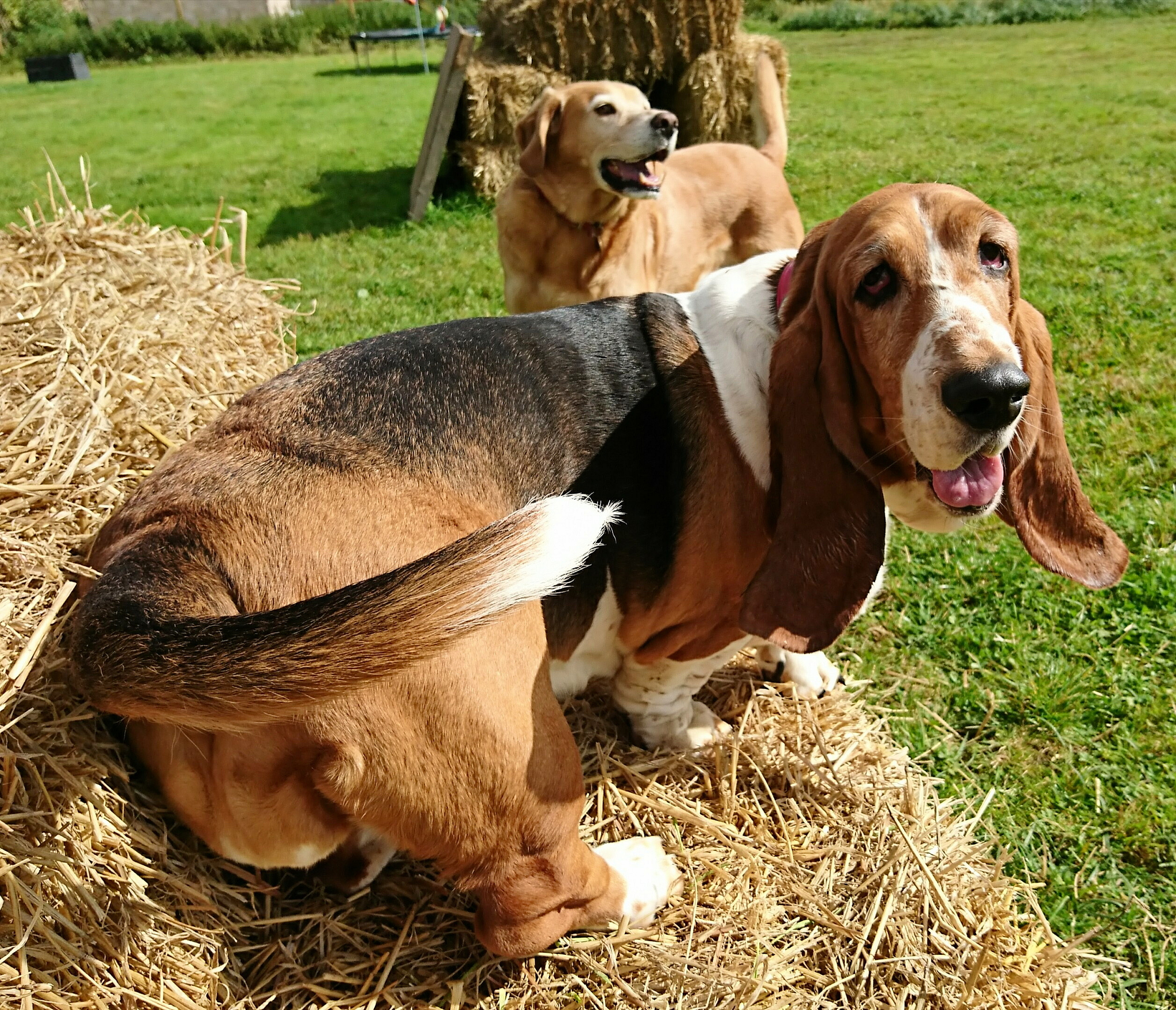 为有益动物代言：它们是人类的好朋友