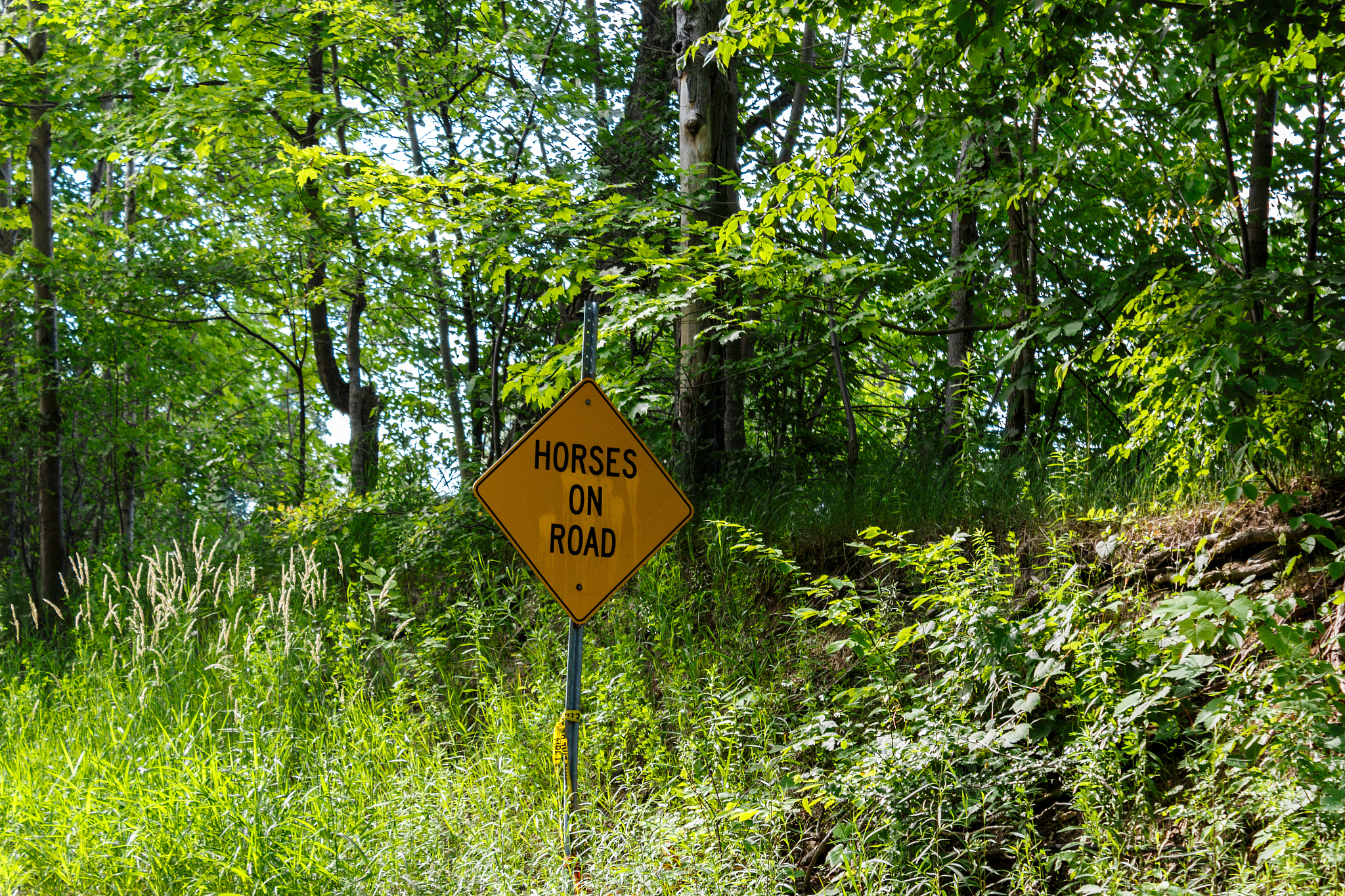 第三句是绿阴不减来时路