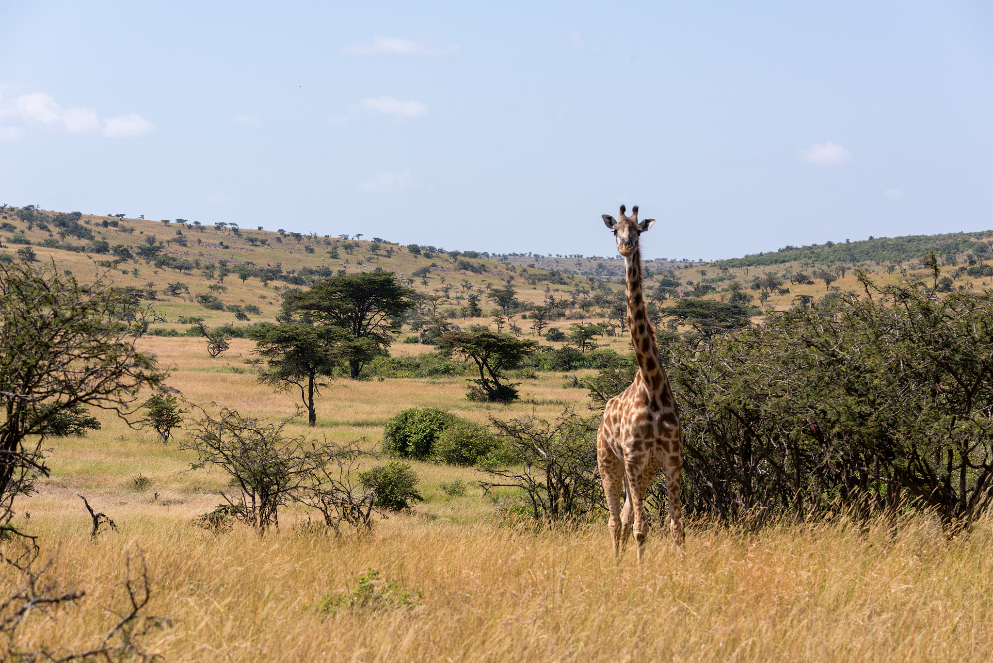 masai giraffe facing camera among whistling thorns