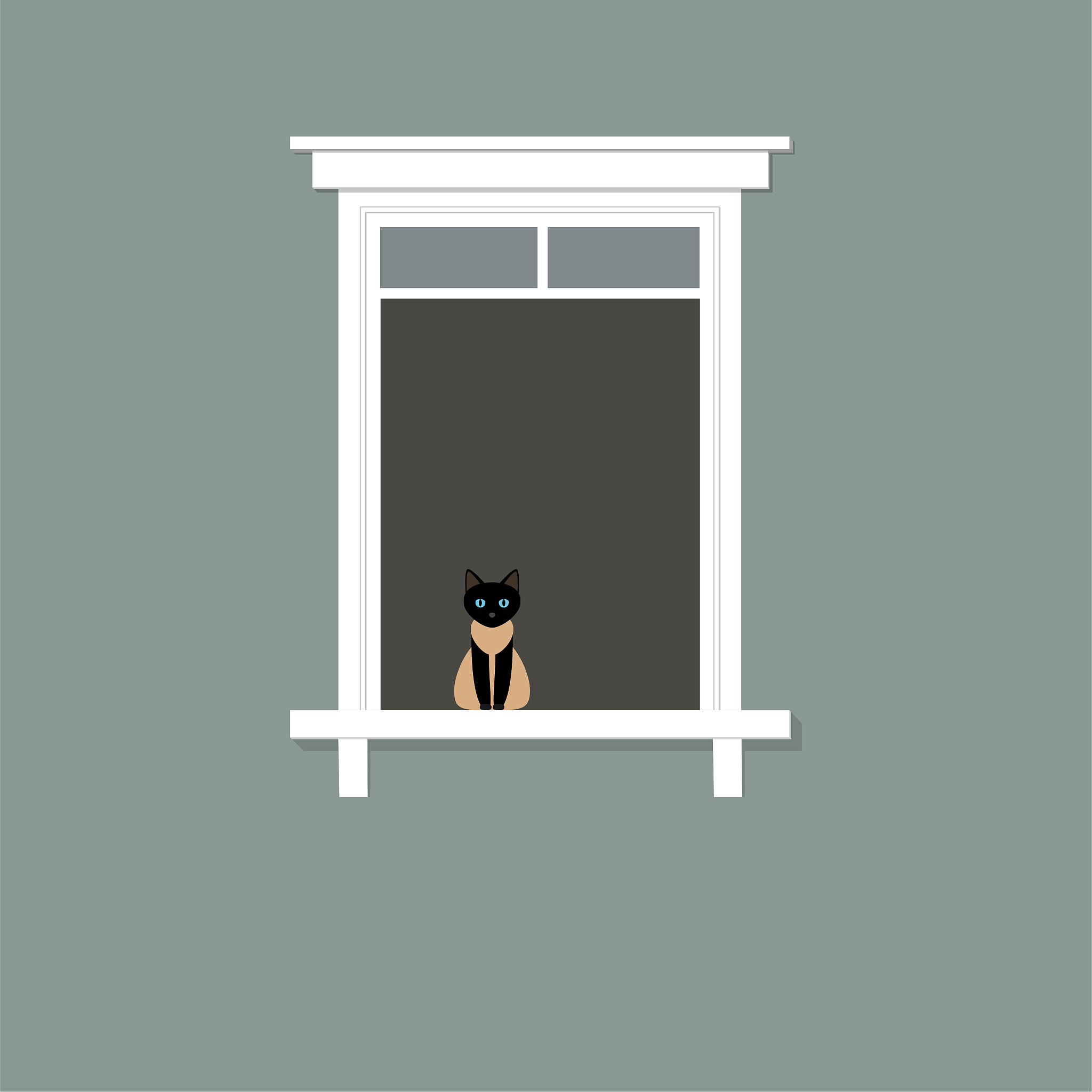 构建猫泛白细胞减少症病毒感染性克隆体及其应用