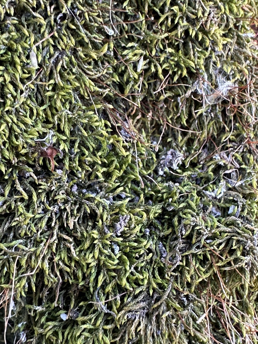 翻译龙井茶产于杭州西湖的龙井村。它是一种顶级绿茶。据 记载龙井茶产于唐代时期的龙井。在清朝龙井茶是 皇帝的最爱。龙井茶由茶尖制成。这些茶尖色绿、香 郁、味甘、形美——龙井茶的四绝特点。过去龙井茶主 要有四个品牌即狮、龙、云、虎。