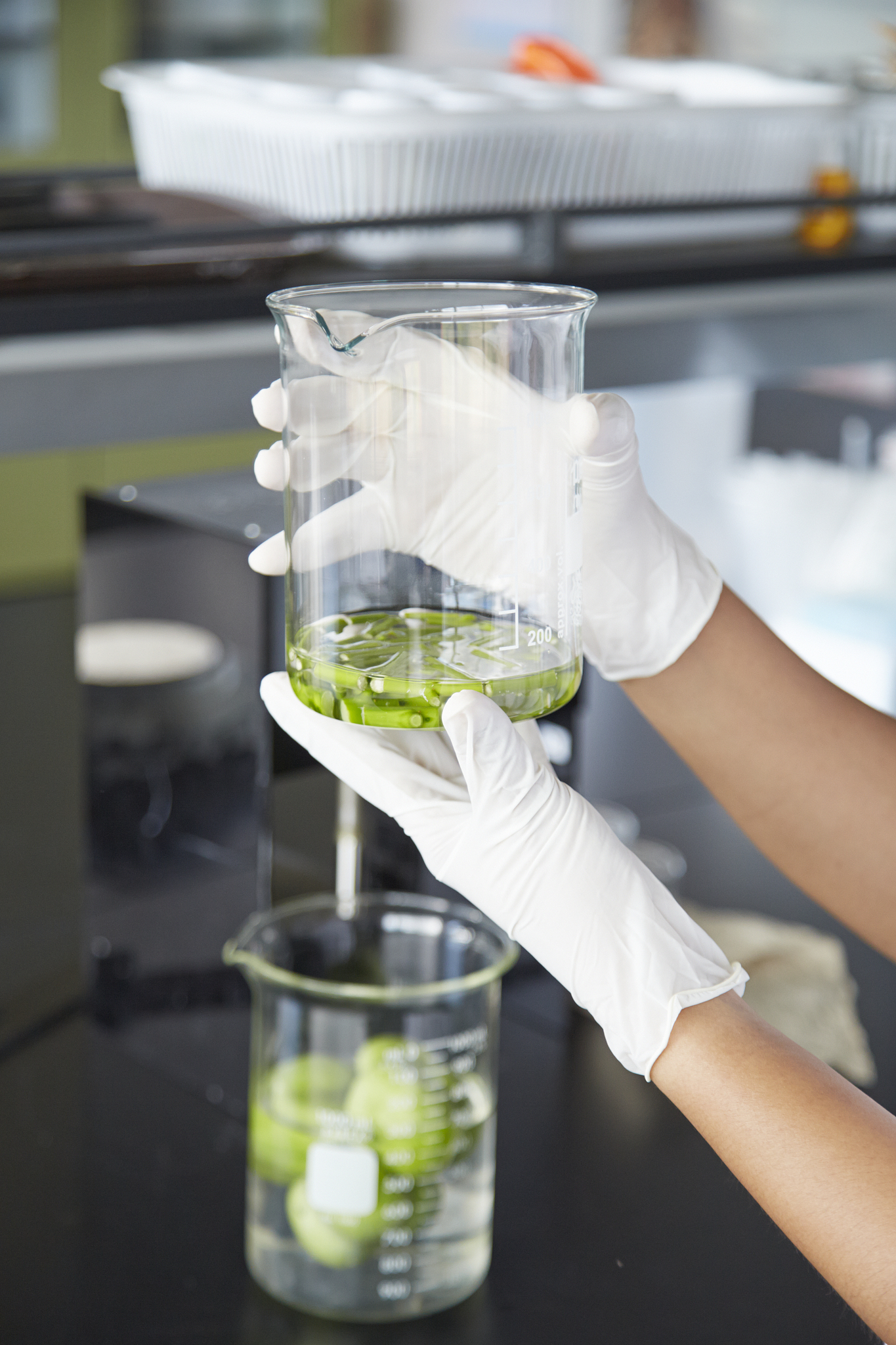 水浸提提取石韦多酚提取率实验方案