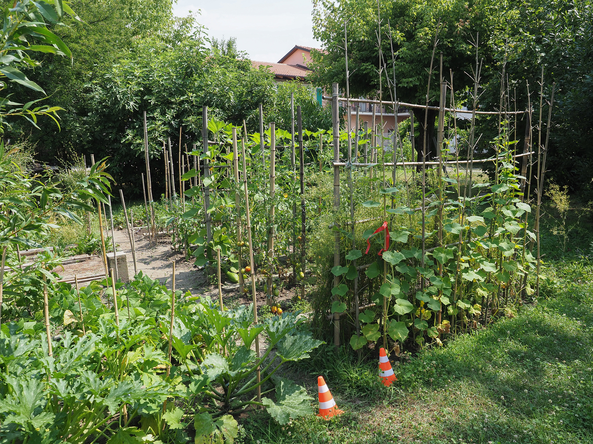 举例说明细胞工程或基因工程在园艺植物育种中的运用。内容要求：细胞工程：什么作物、用什么器官组织培养、怎么培养、结果如何、有什么目的意义。基因工程：什么作物、什么基因、基因有什么功能、用什么方法转化、结果如何、有什么目的意义。