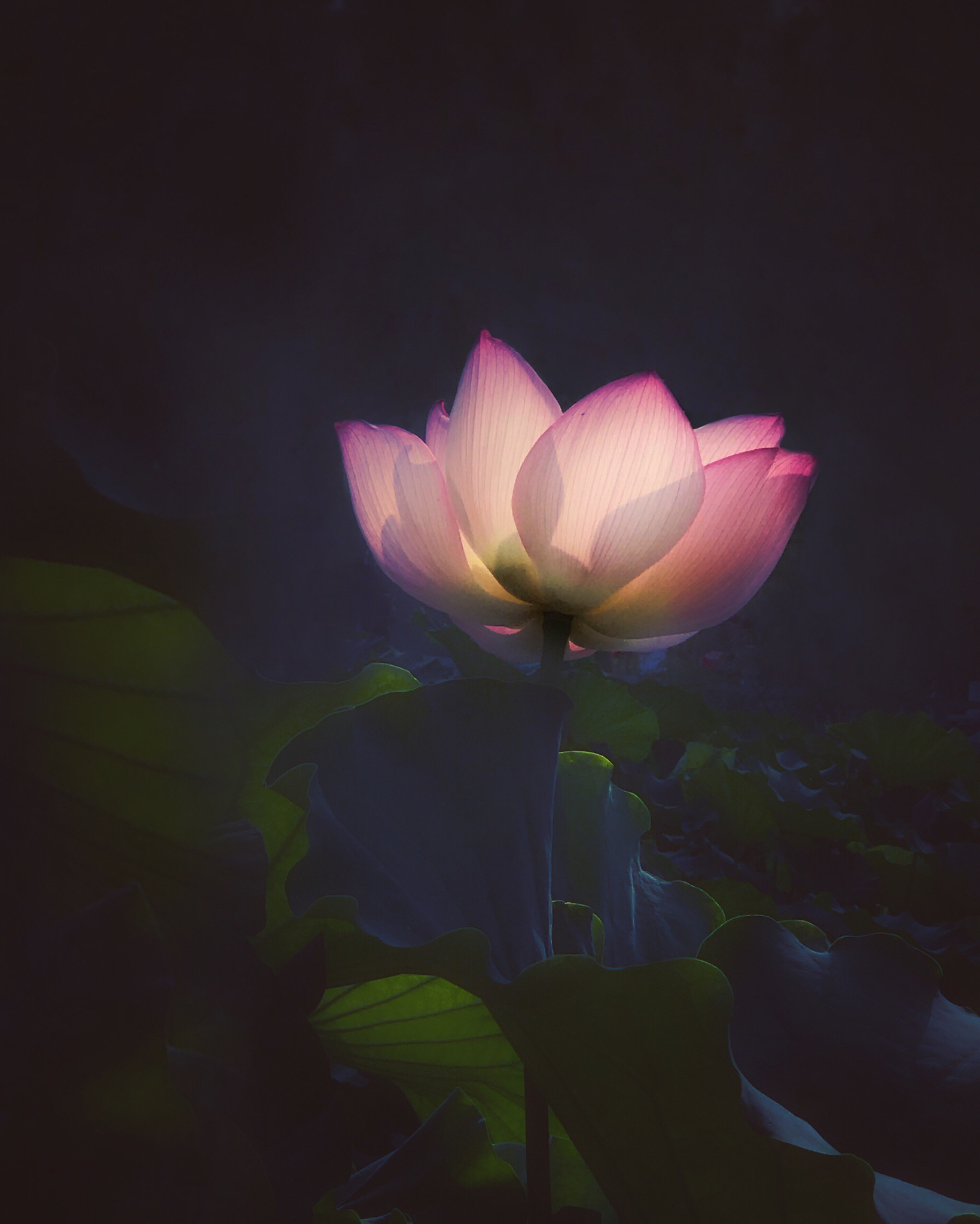 佛山市高明区纪念中学地址在哪里-怎么去