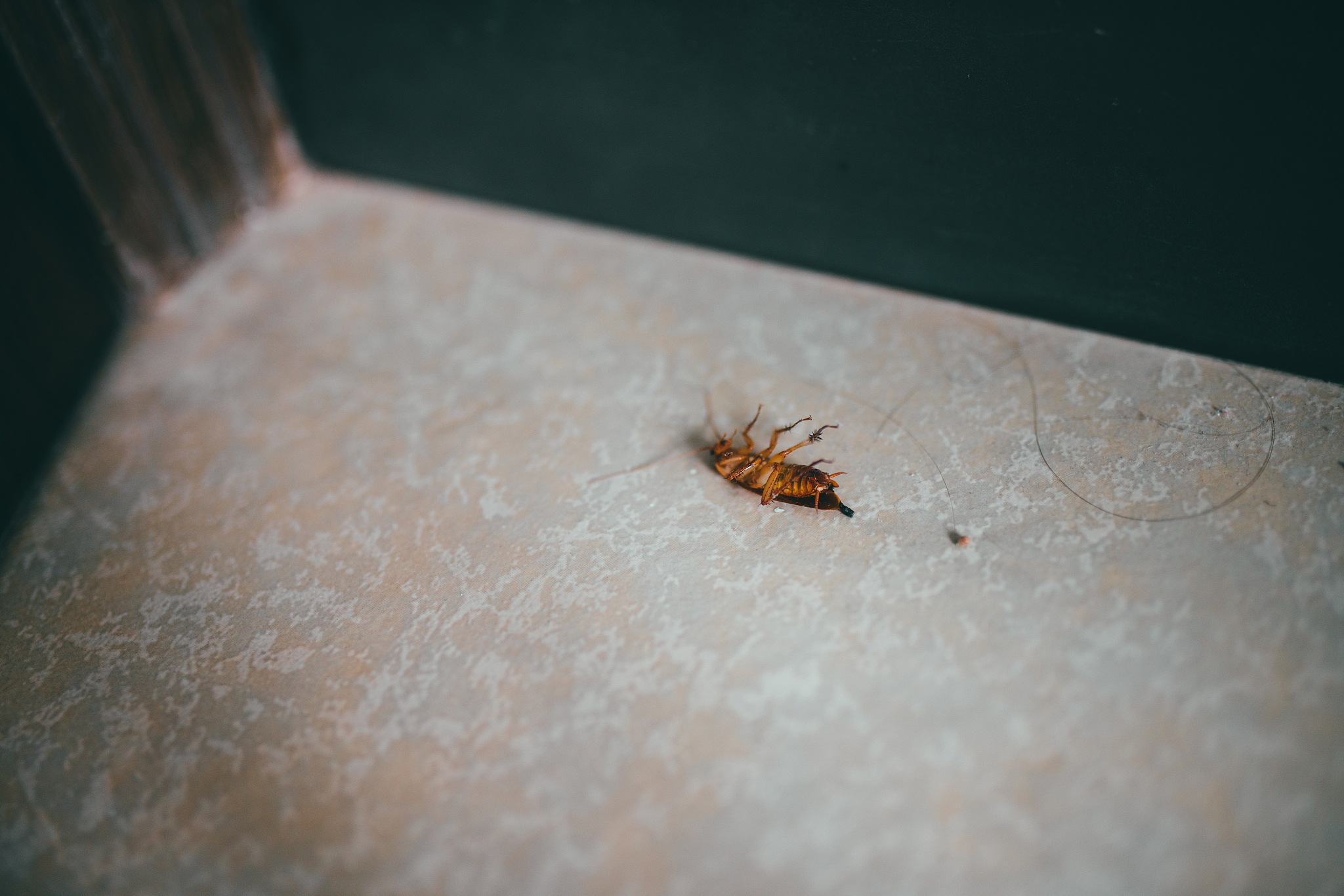 怎么清除室内的小飞虫