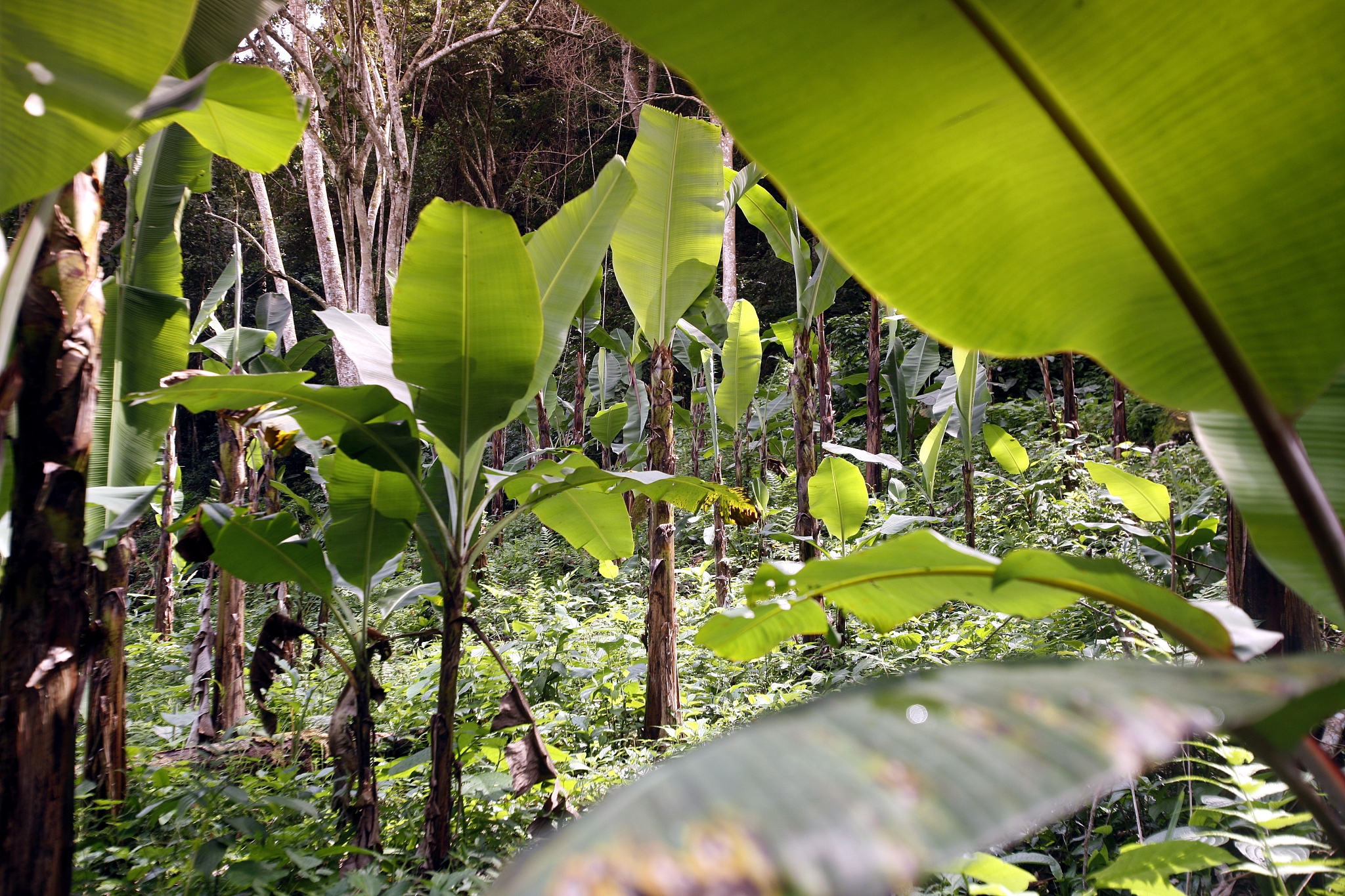 种植⾯积相对稳定种植区域相对集中改写这段话种植面积相对稳定集中在某些特定地区。继续