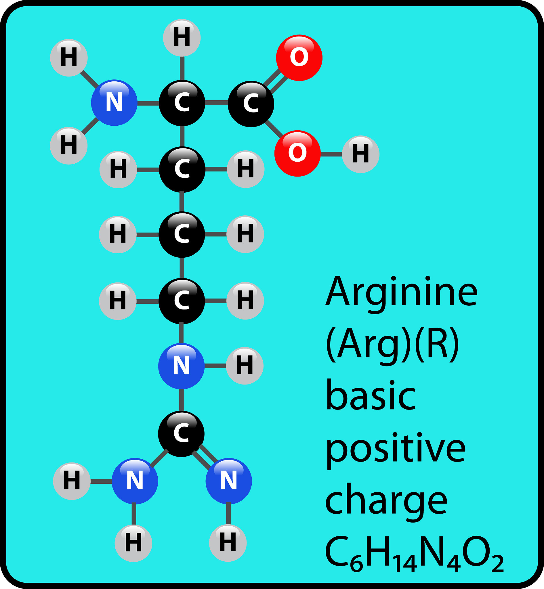 钠钾泵如何移动钾离子？
