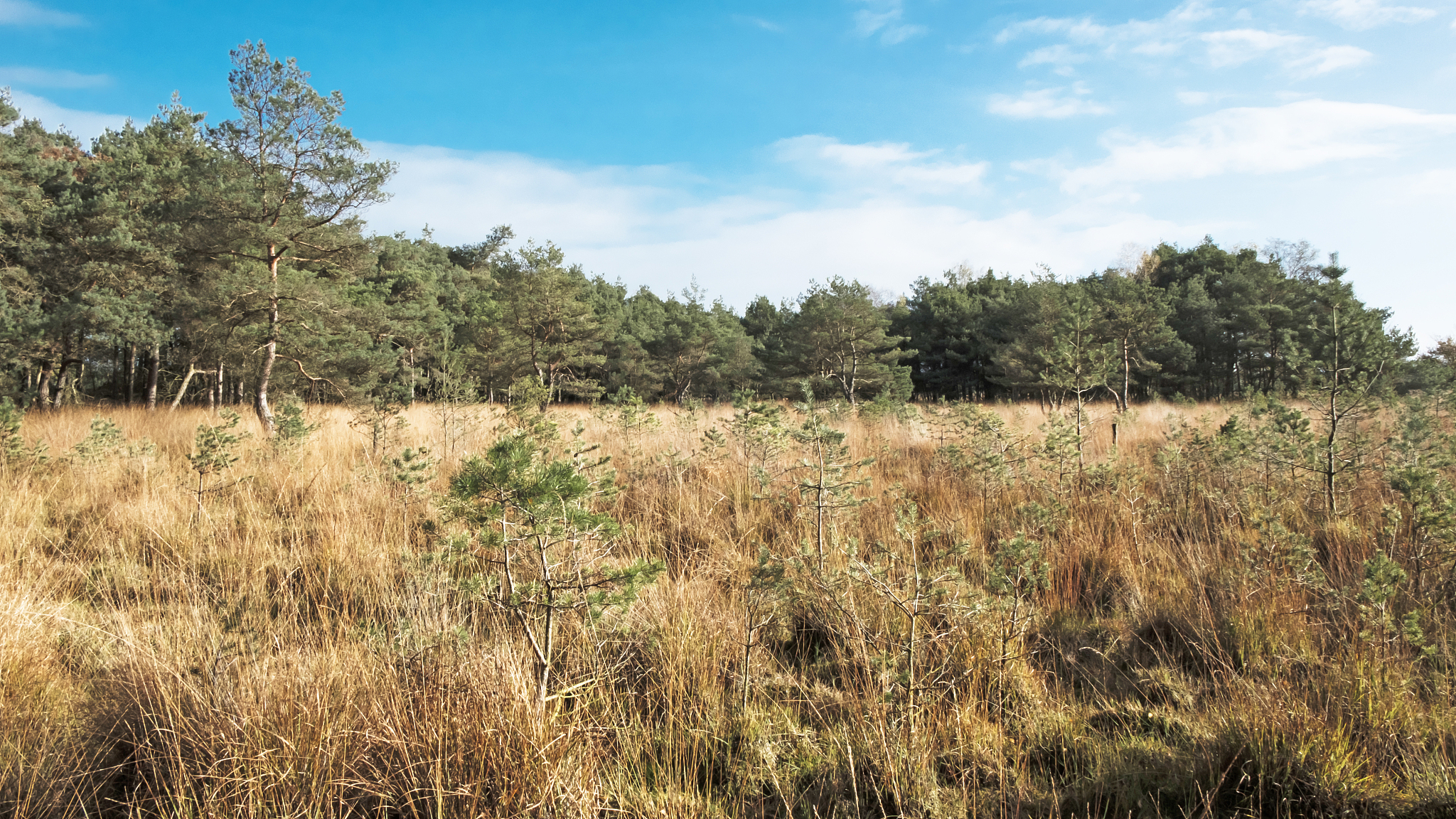 自然保护区：生态宝库、科学殿堂与经济引擎