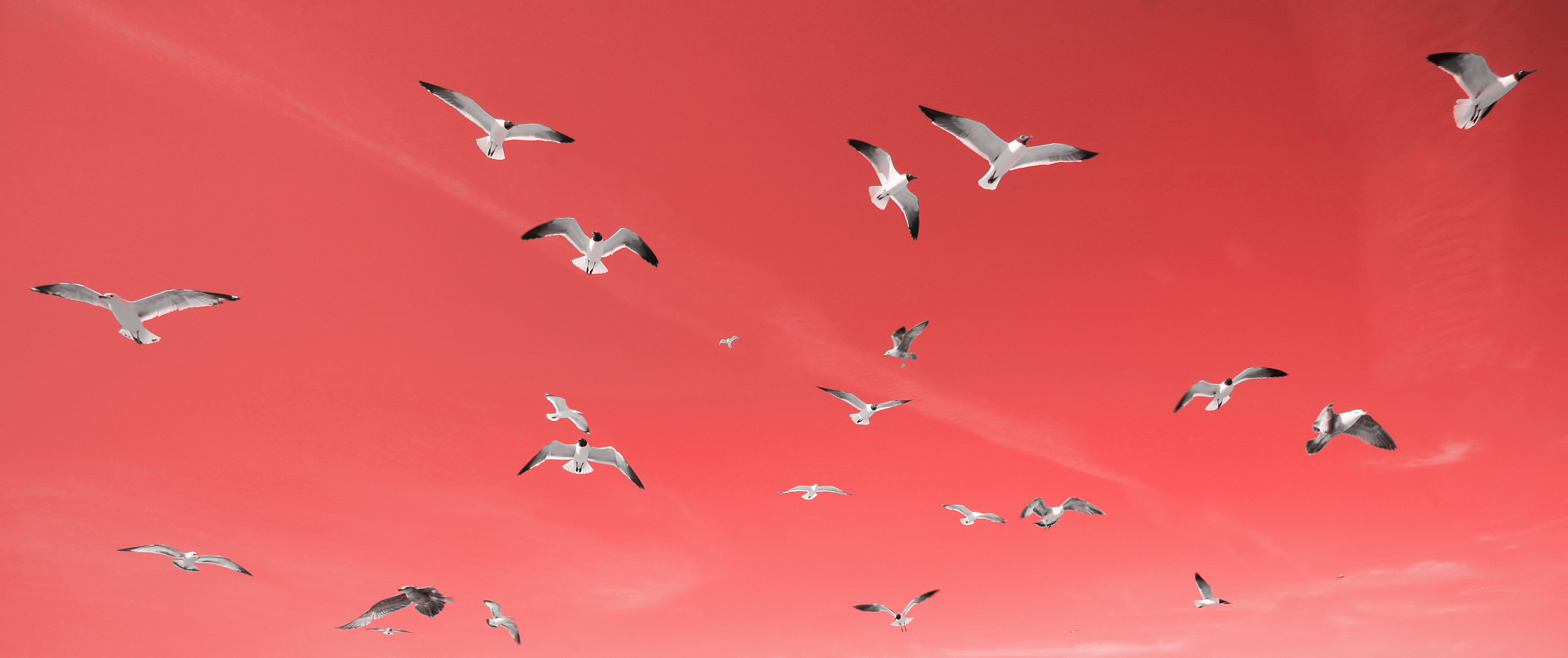 Libjpeg vs Pylibjpeg: Python JPEG Image Processing Libraries Explained