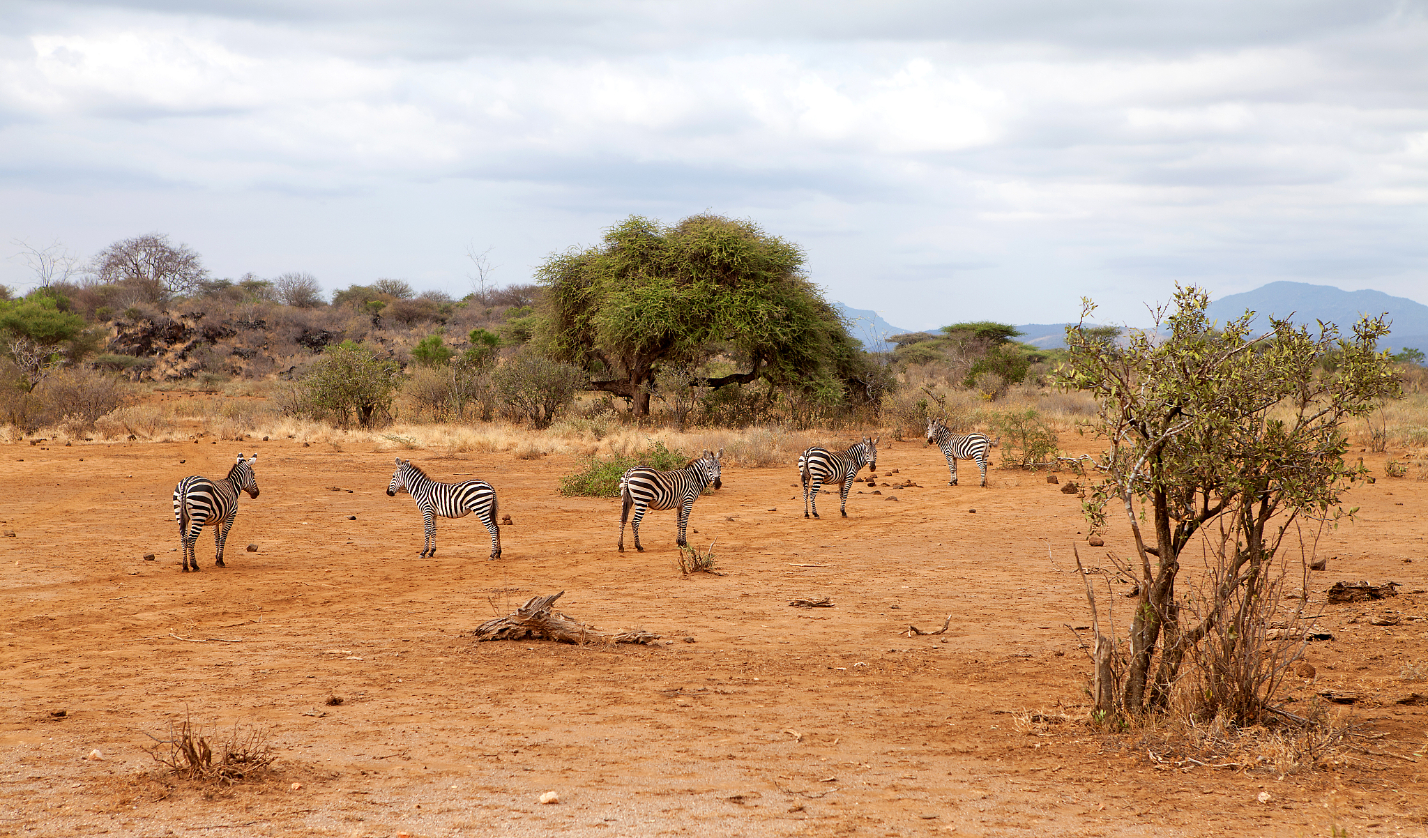 couple of wild african zebra