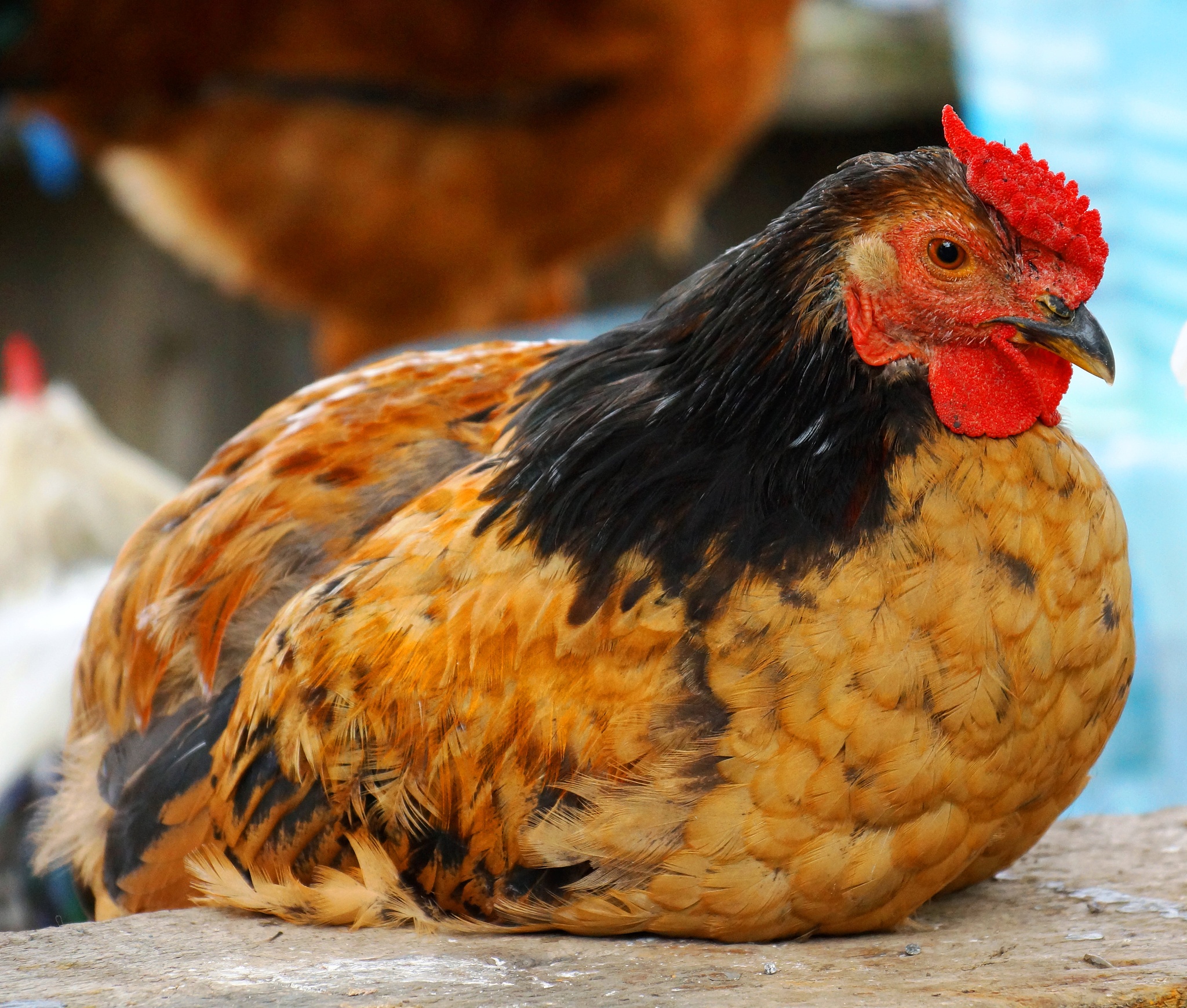 young cock