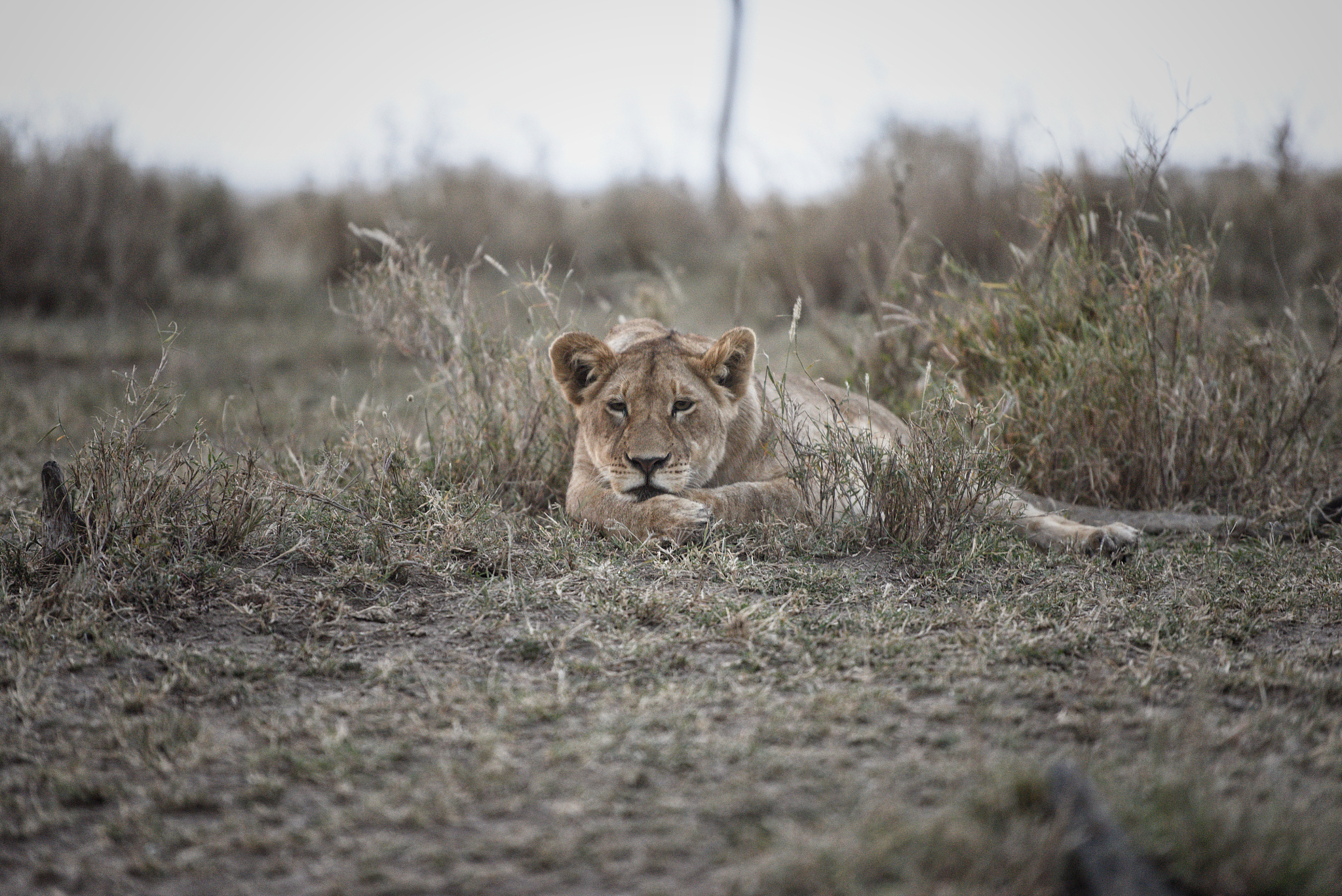 herd of lions prepared to hunt at dusk in the serengeti