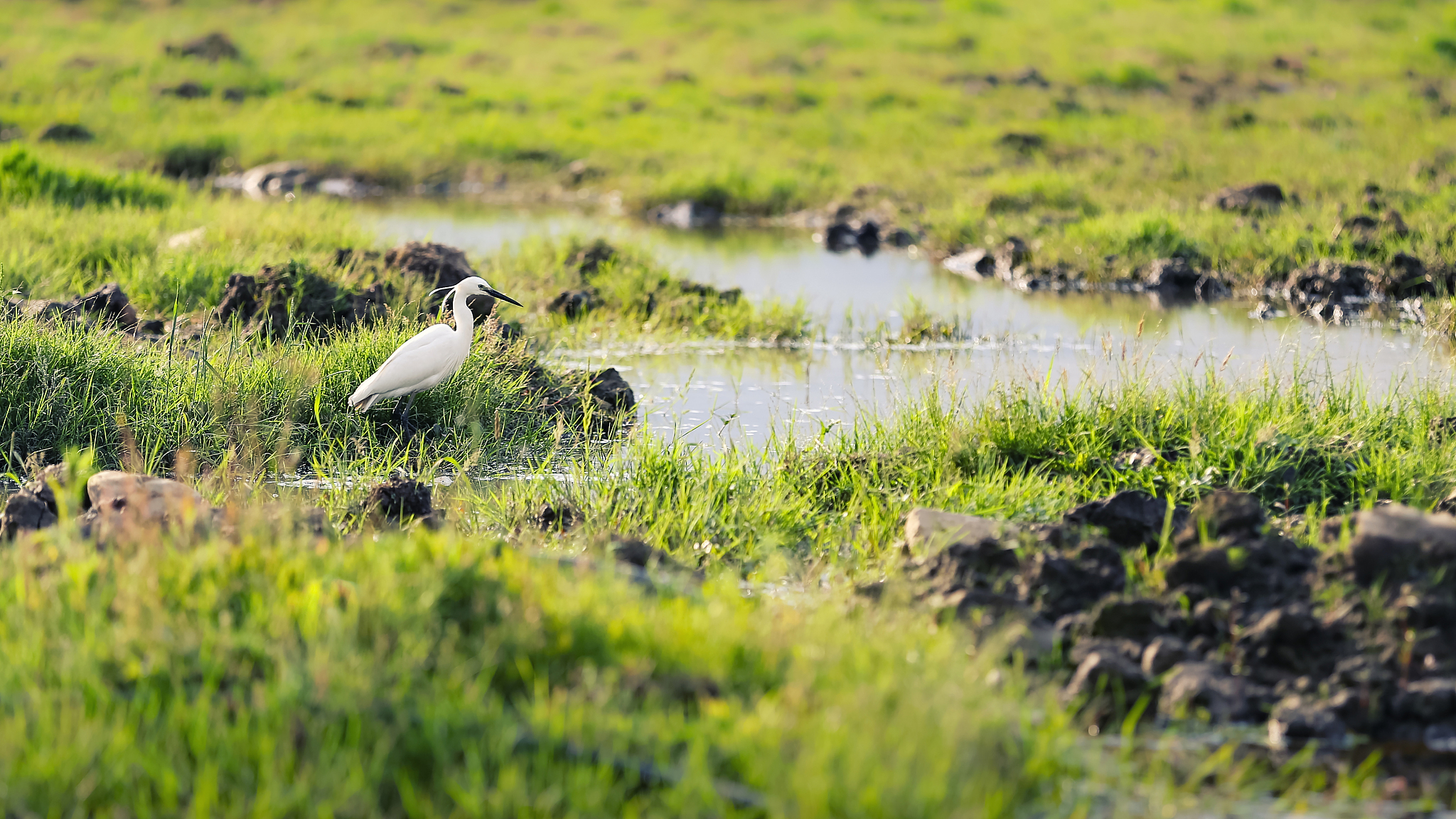 生物栖息地的定义