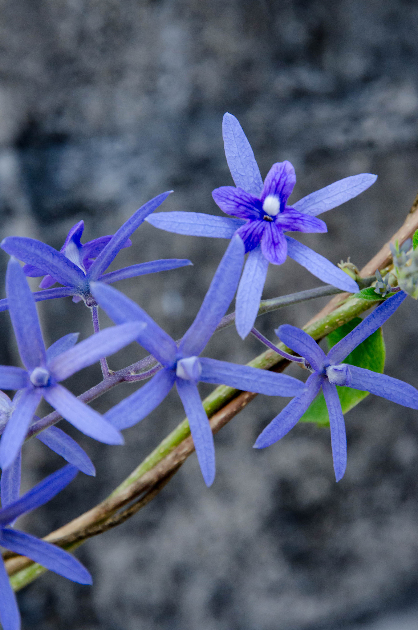 violet flowers