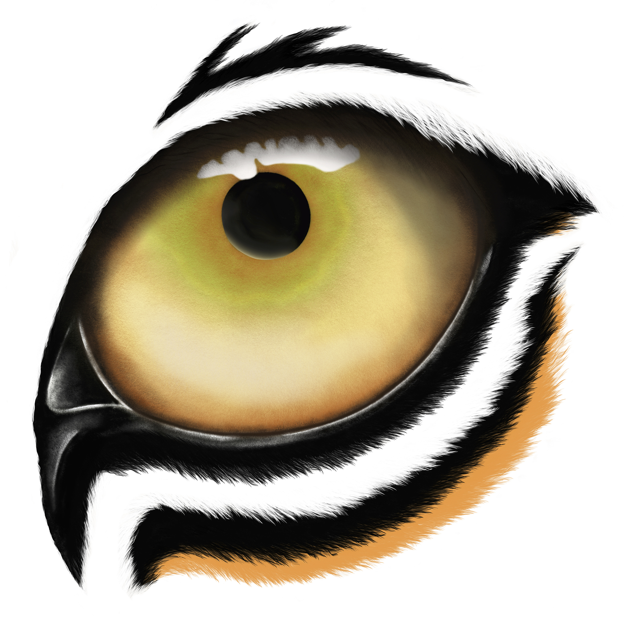 tiger eye