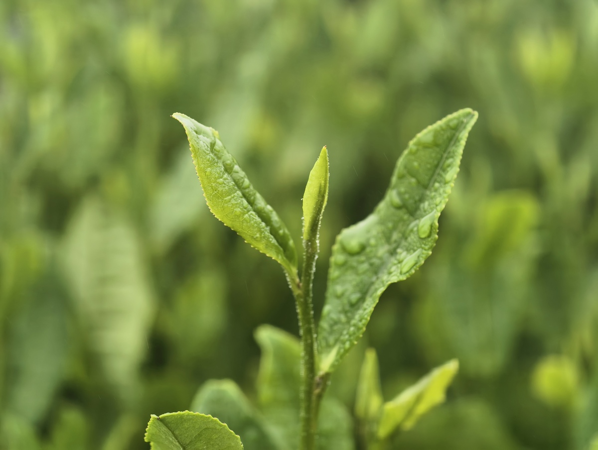 西湖龙井茶 熊猫茶 假如你是经销商请你对安溪铁观音 安徽省六安瓜片 汕头凤凰单丛宋种一号 河南省信阳毛尖茶 黄山毛峰 太平猴魁 武夷山母树大红袍 金瓜贡茶产品服务价格